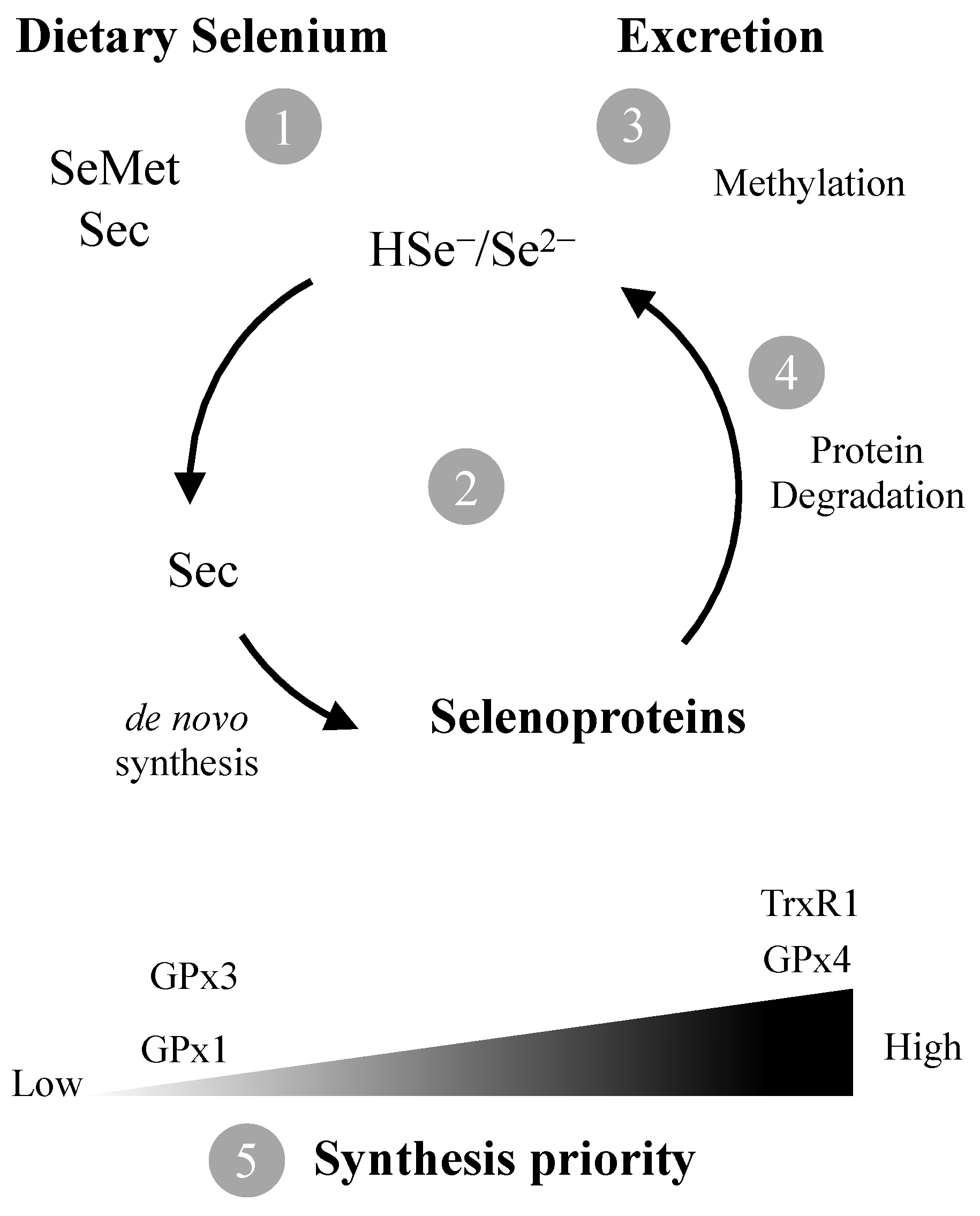 Antioxidants 11 02291 g001