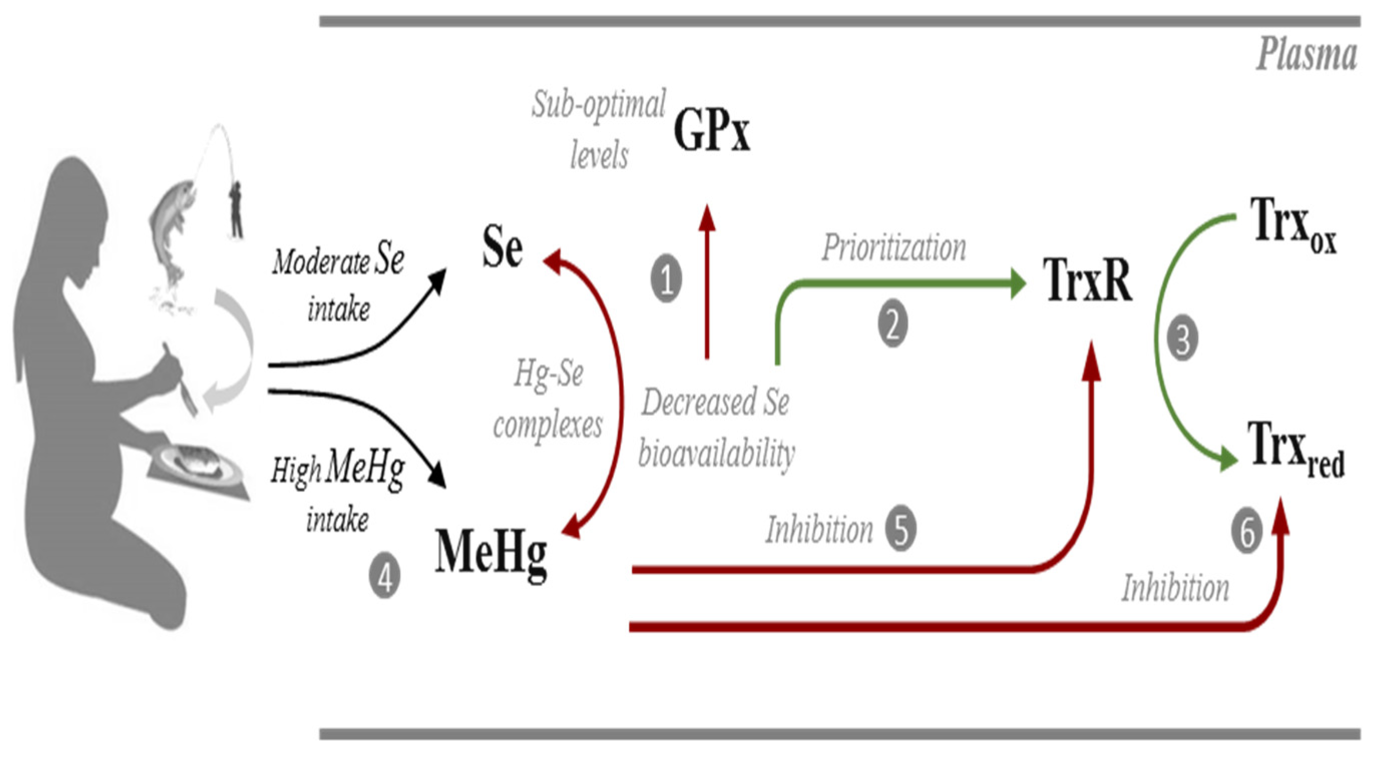 Antioxidants 11 02291 g005