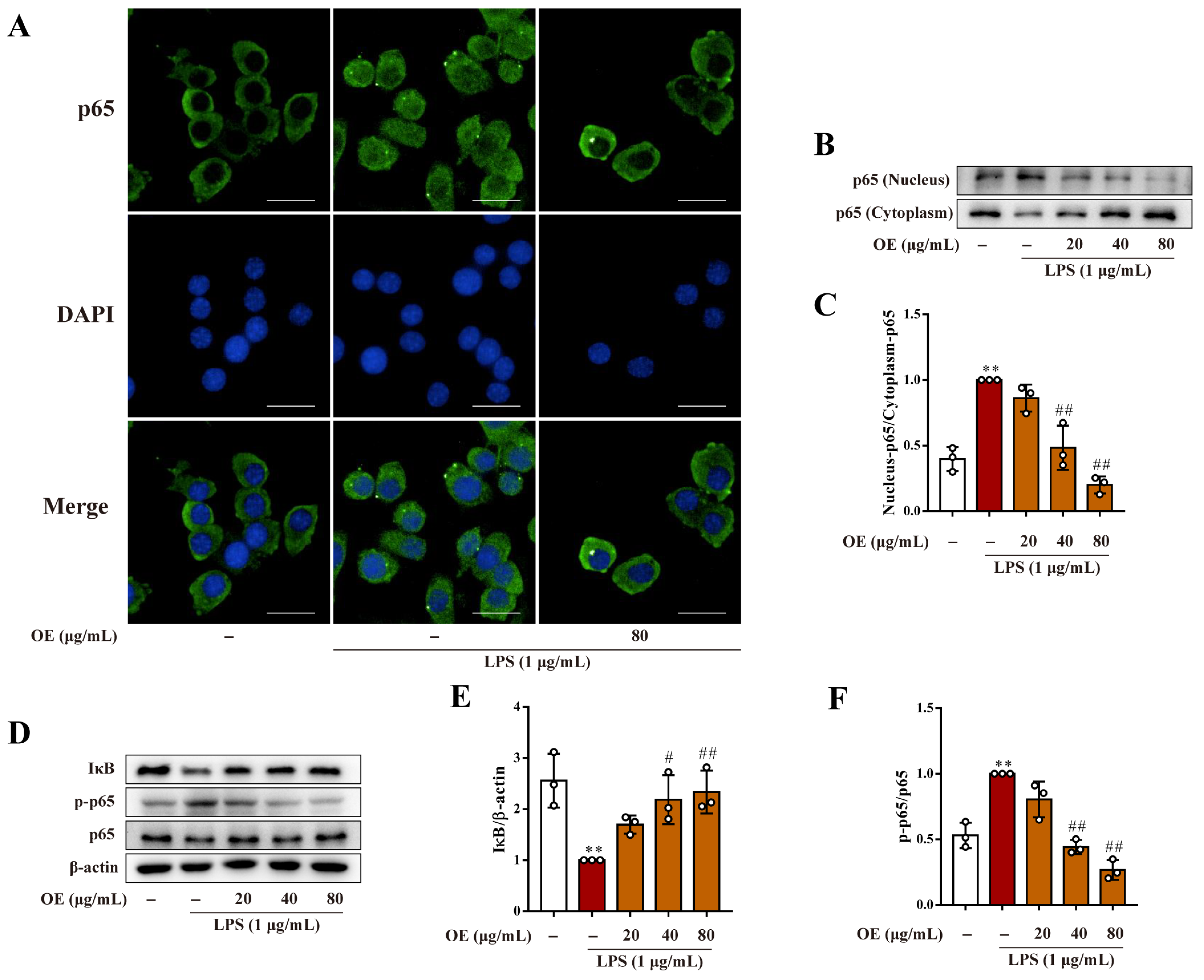 Antioxidants 11 02307 g002