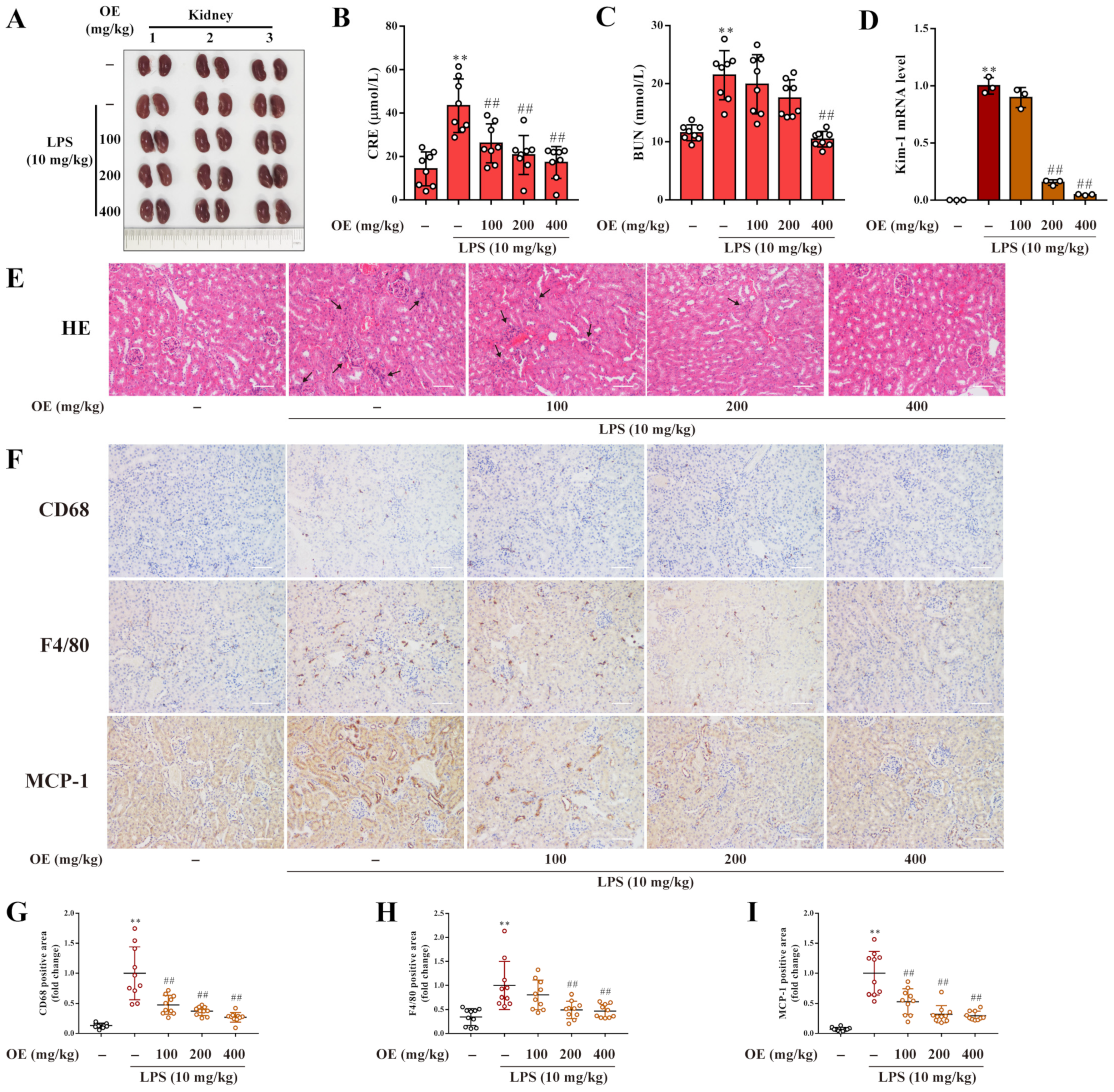 Antioxidants 11 02307 g006