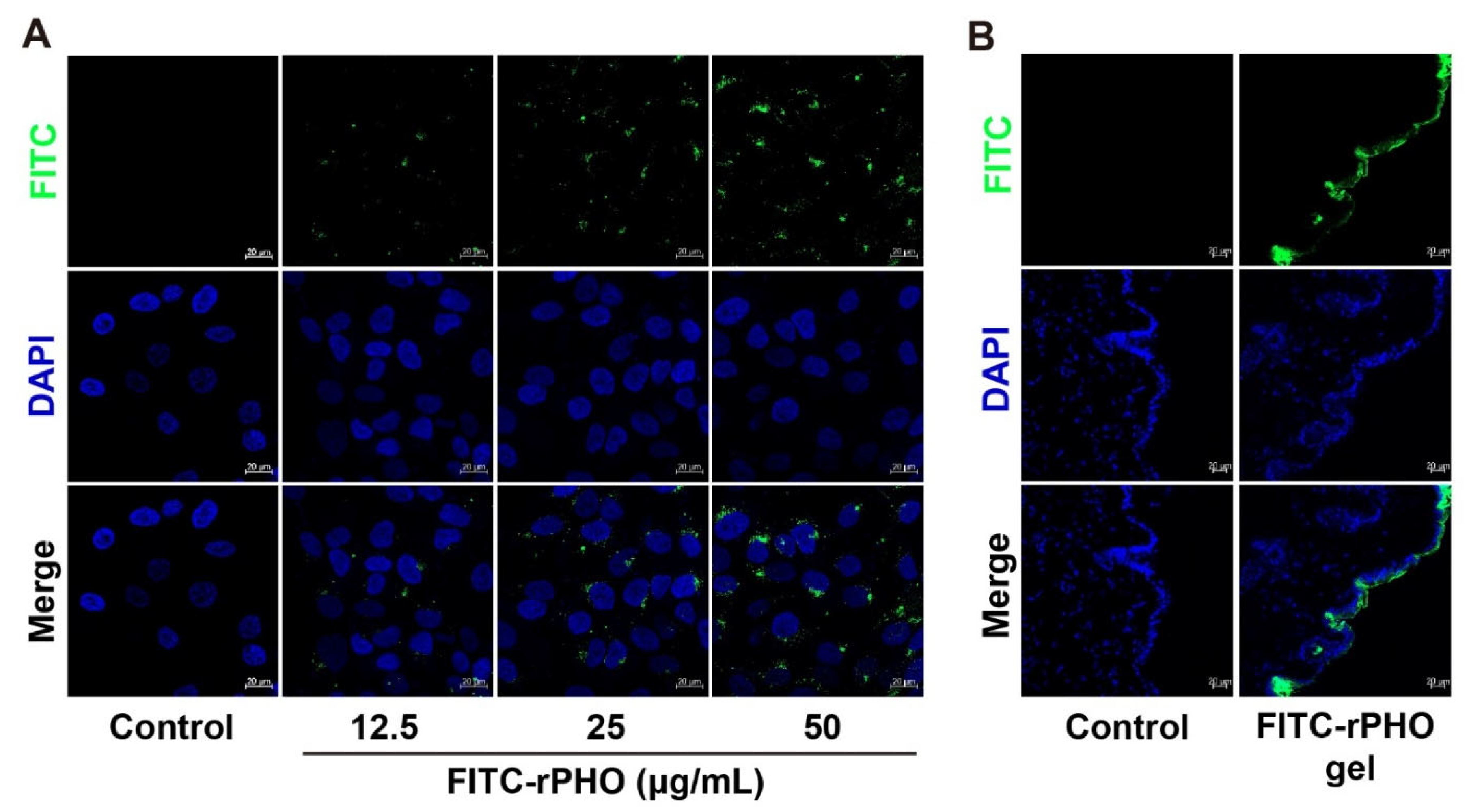 Antioxidants 11 02312 g002