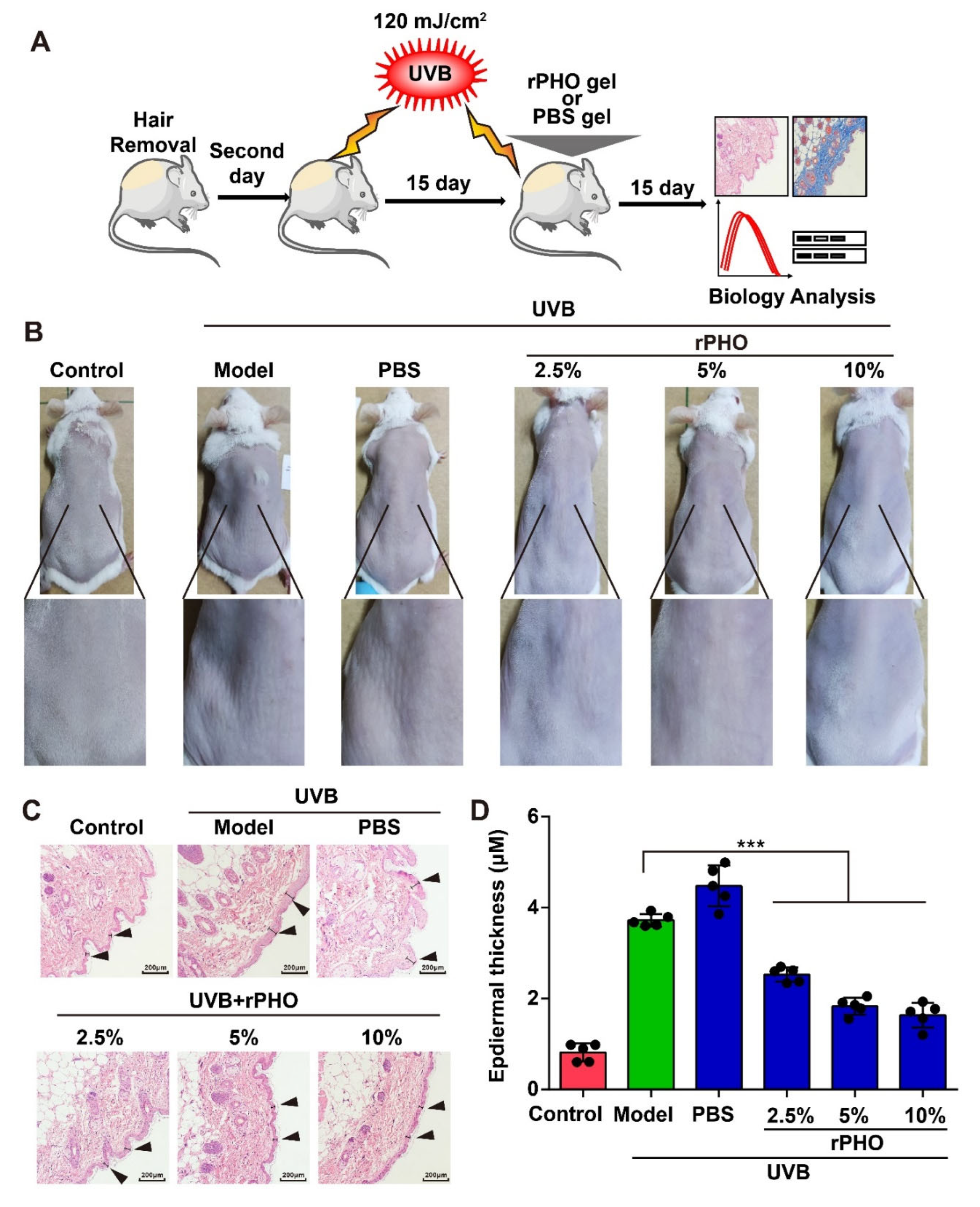 Antioxidants 11 02312 g004