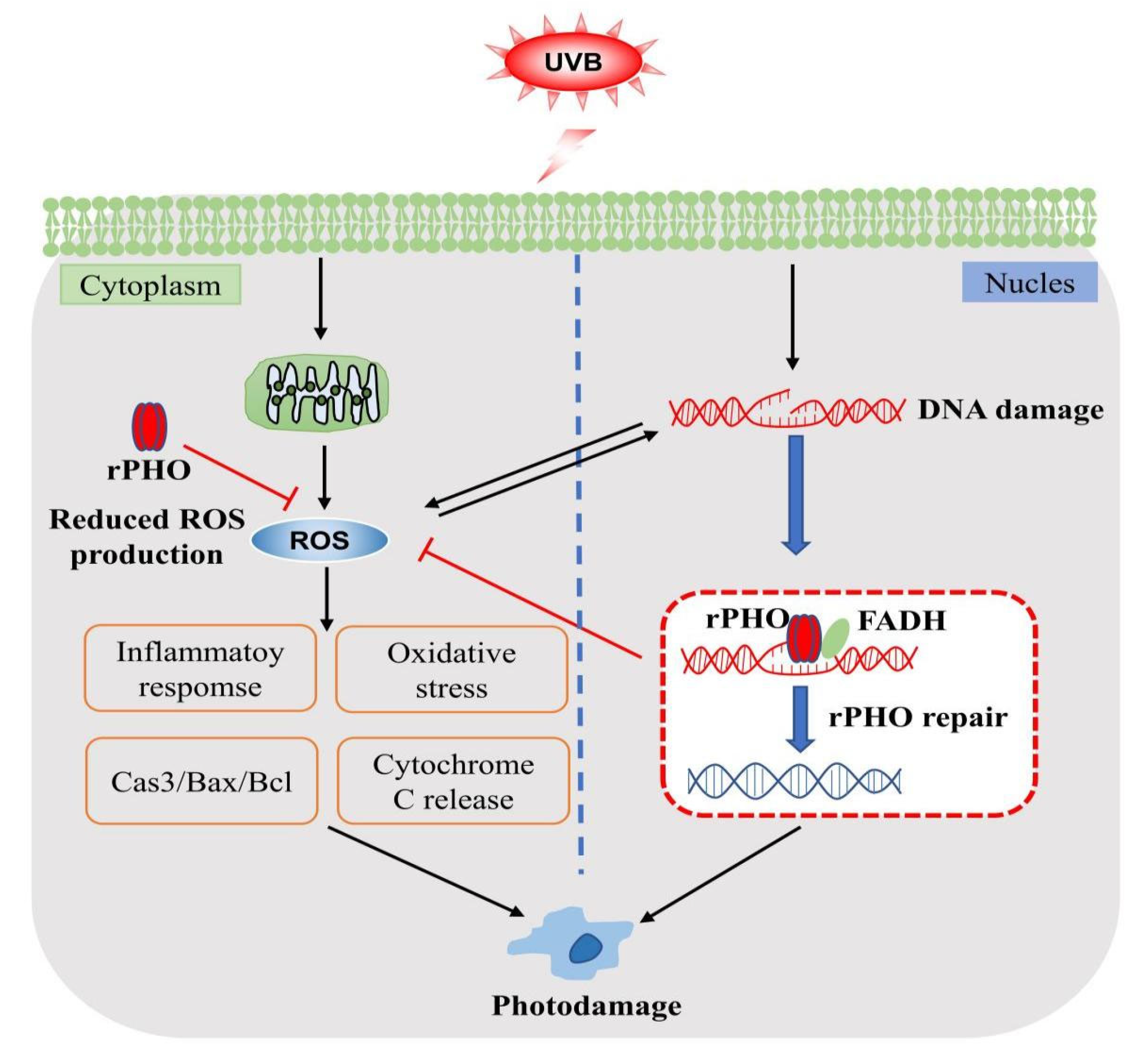 Antioxidants 11 02312 g010