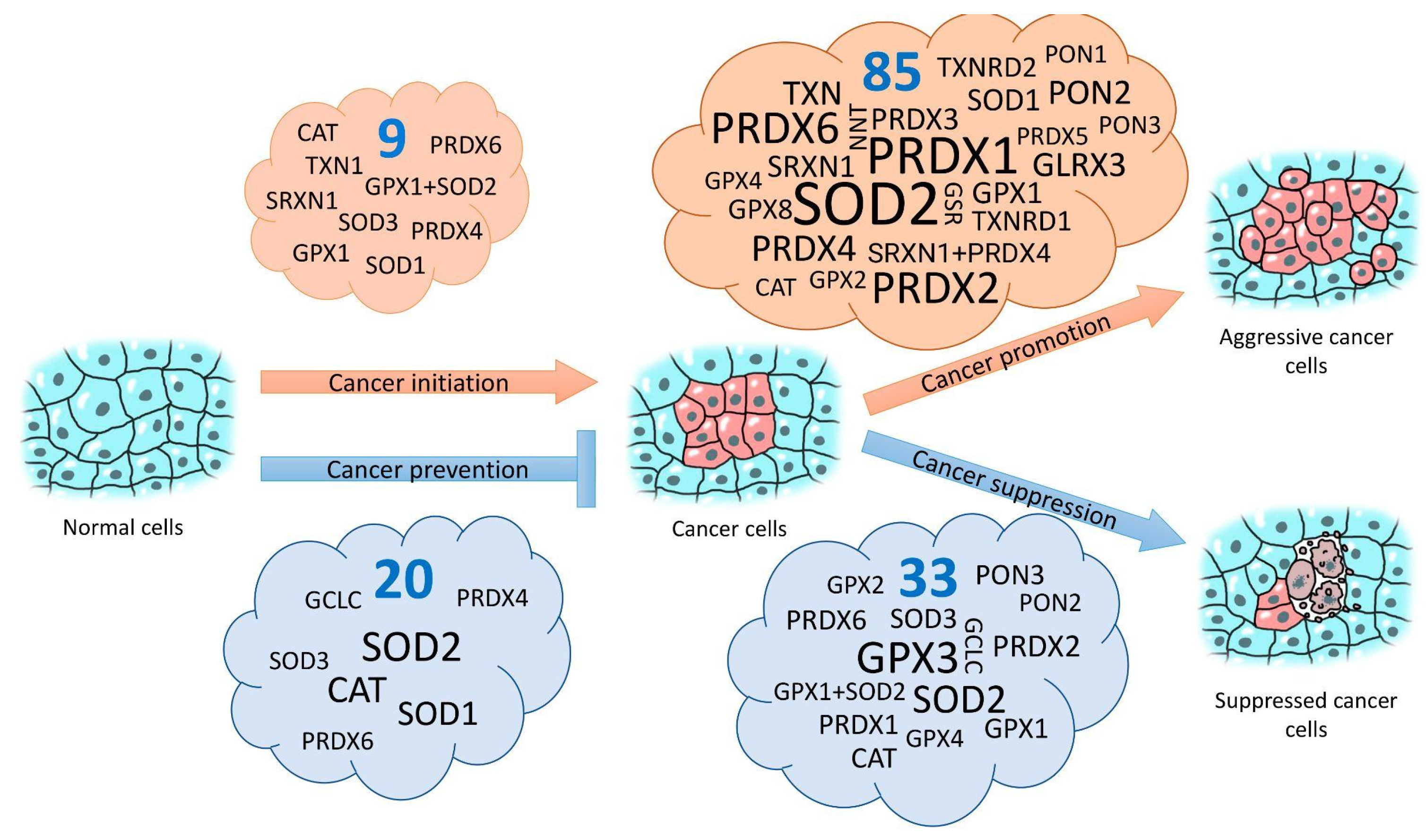Antioxidants 11 02316 g001
