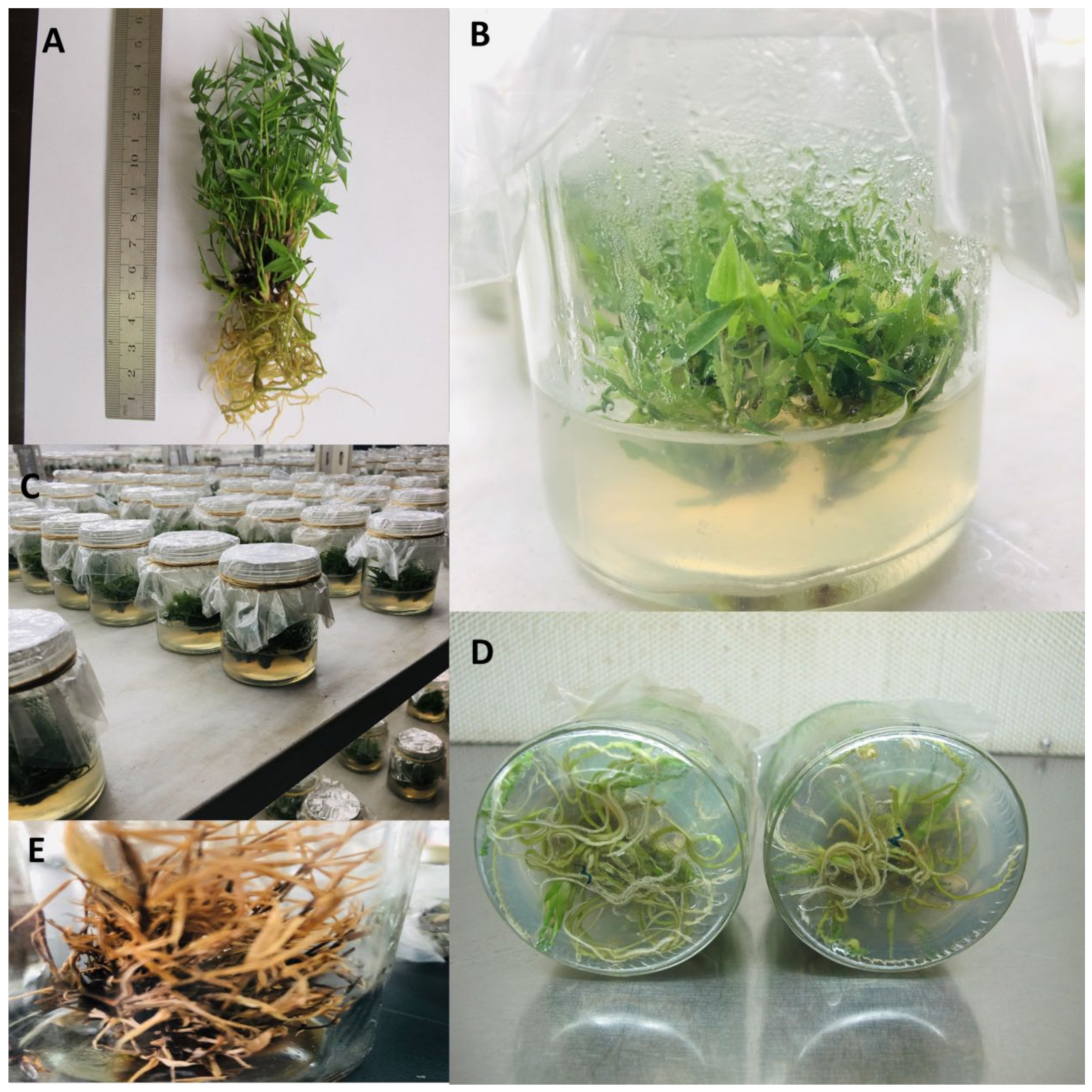 Antioxidants 11 02328 g001