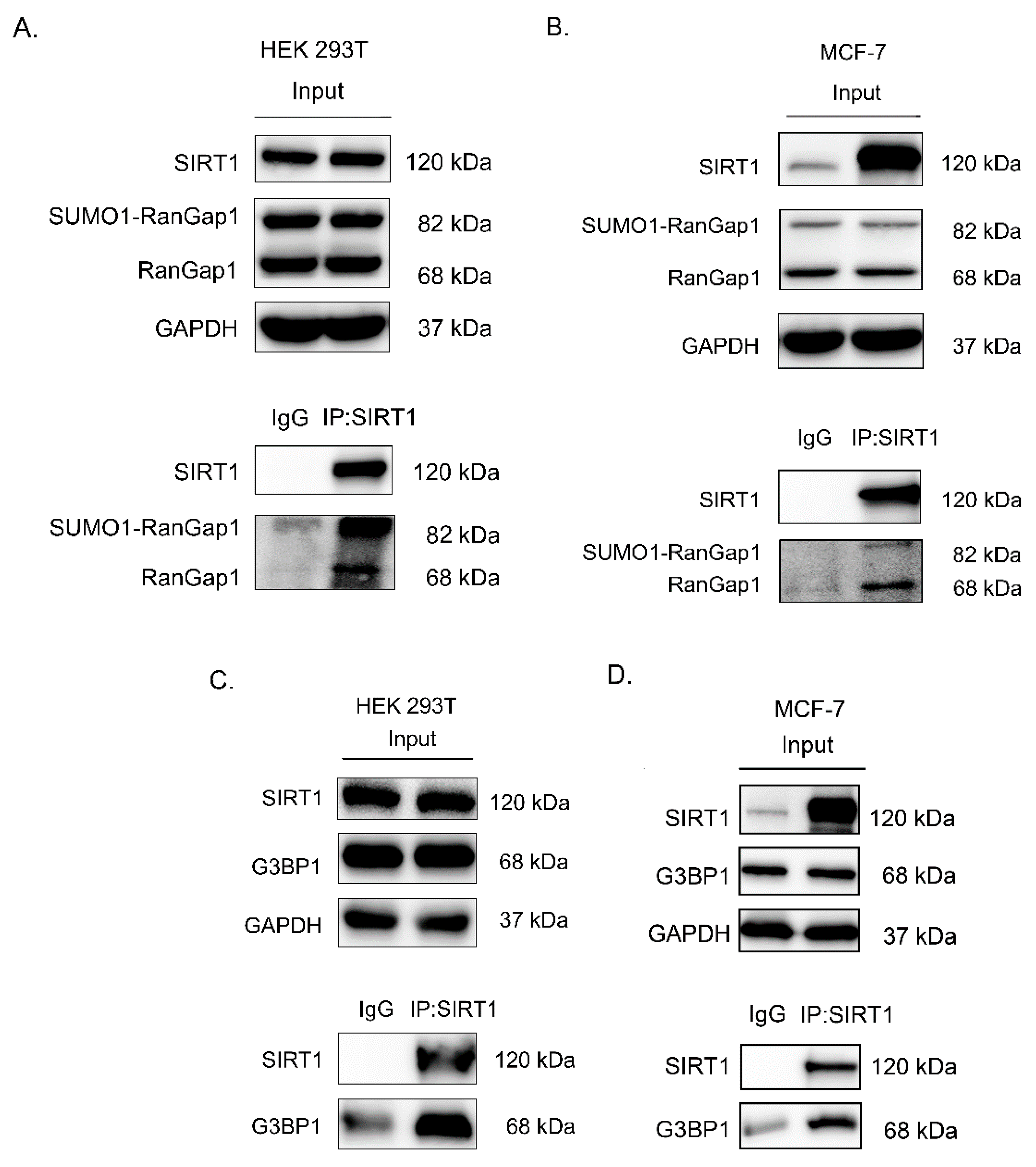 Antioxidants 11 02330 g003