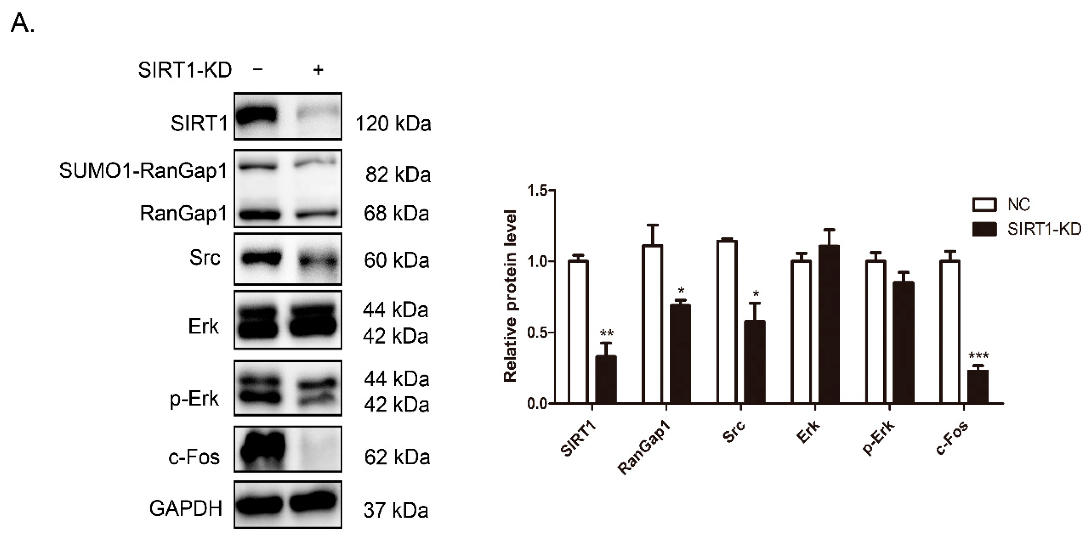 Antioxidants 11 02330 g006a