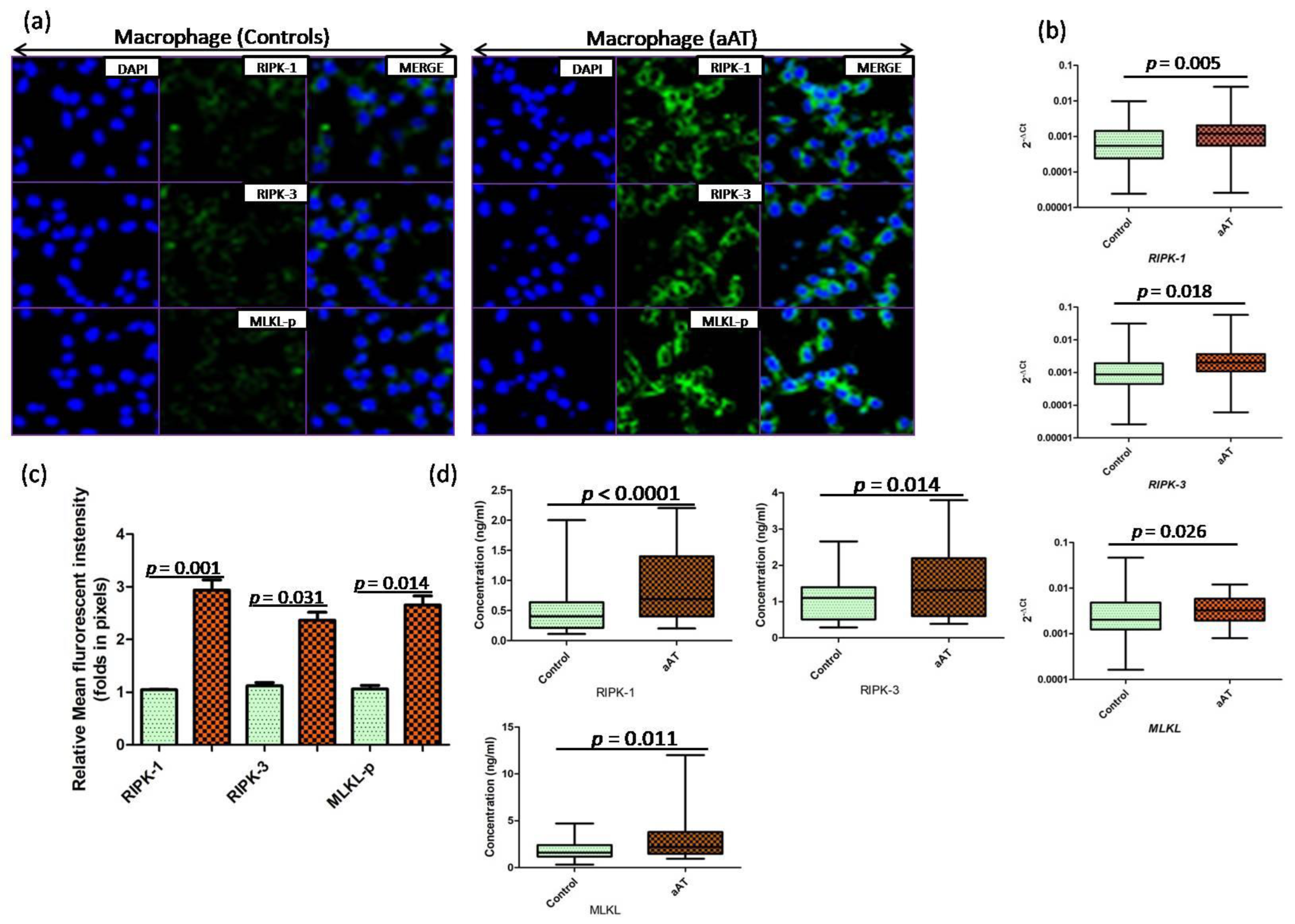 Antioxidants 11 02343 g003