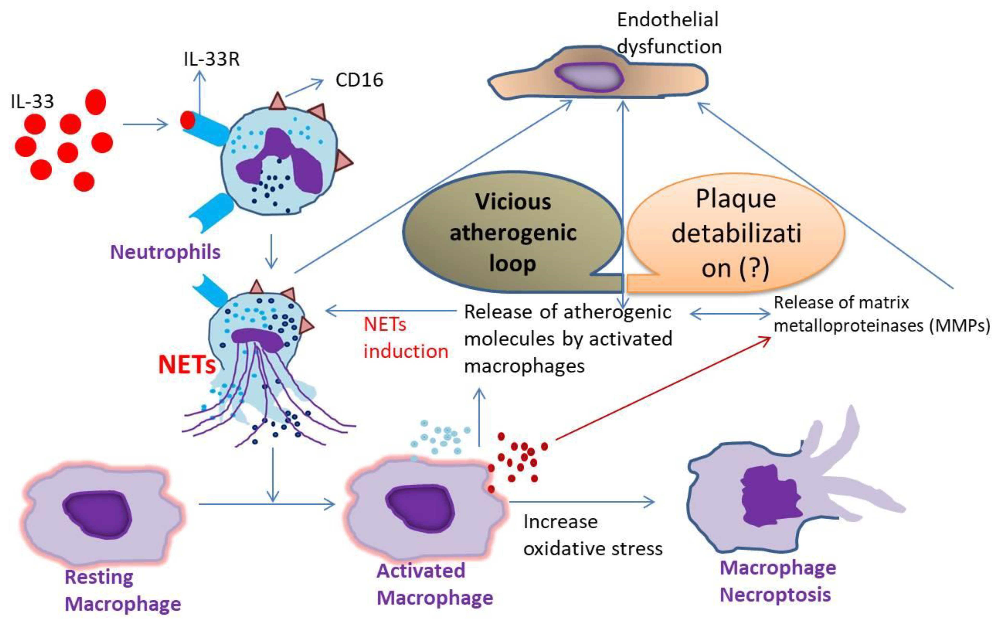 Antioxidants 11 02343 g007
