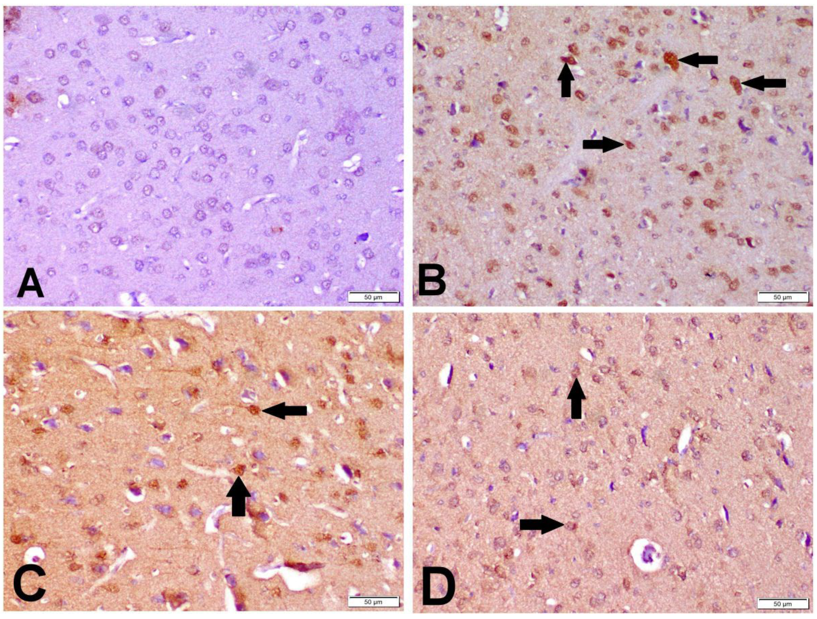 Antioxidants 11 02344 g008