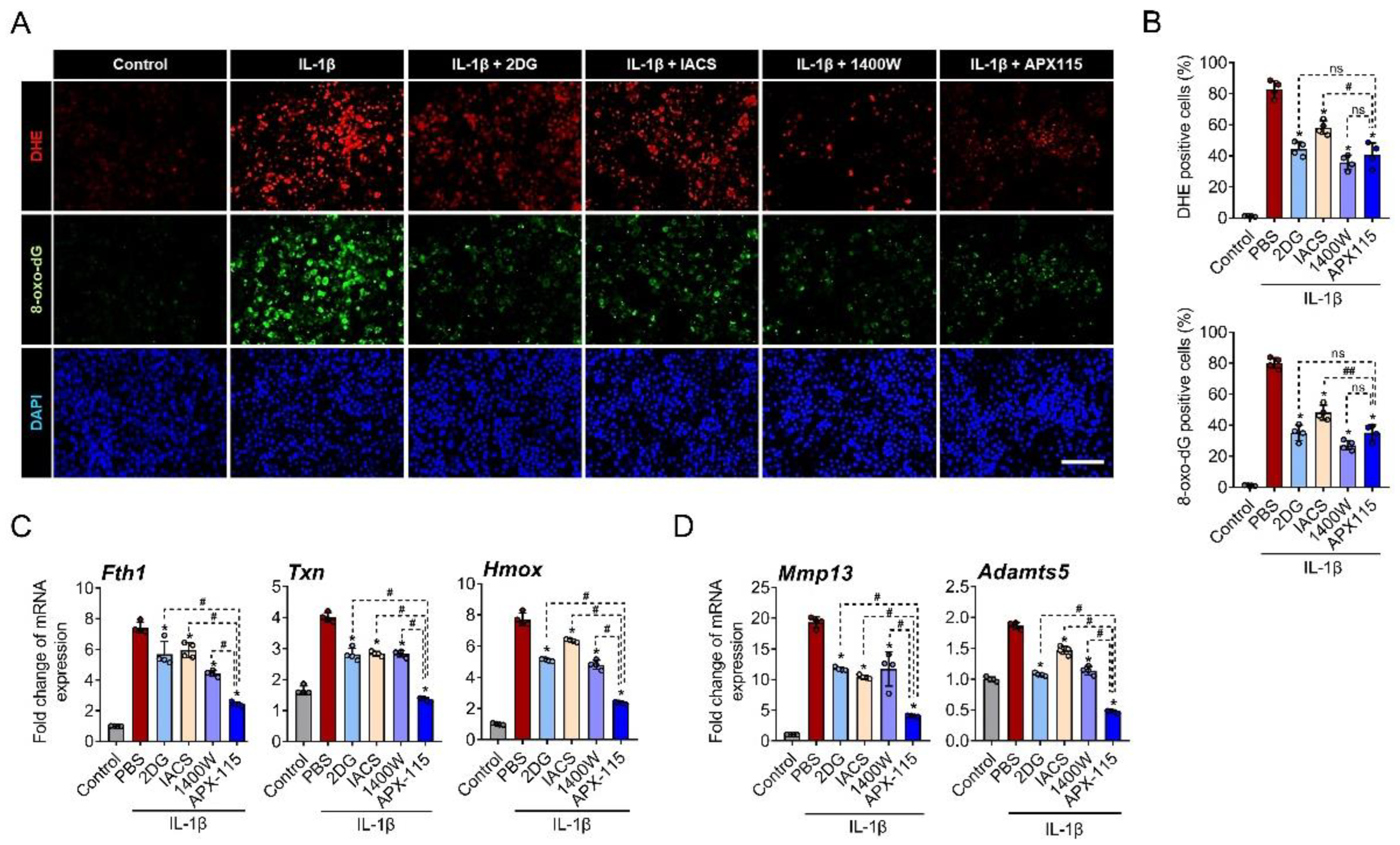 Antioxidants 11 02346 g001 Antioxidants 11 02346 g001