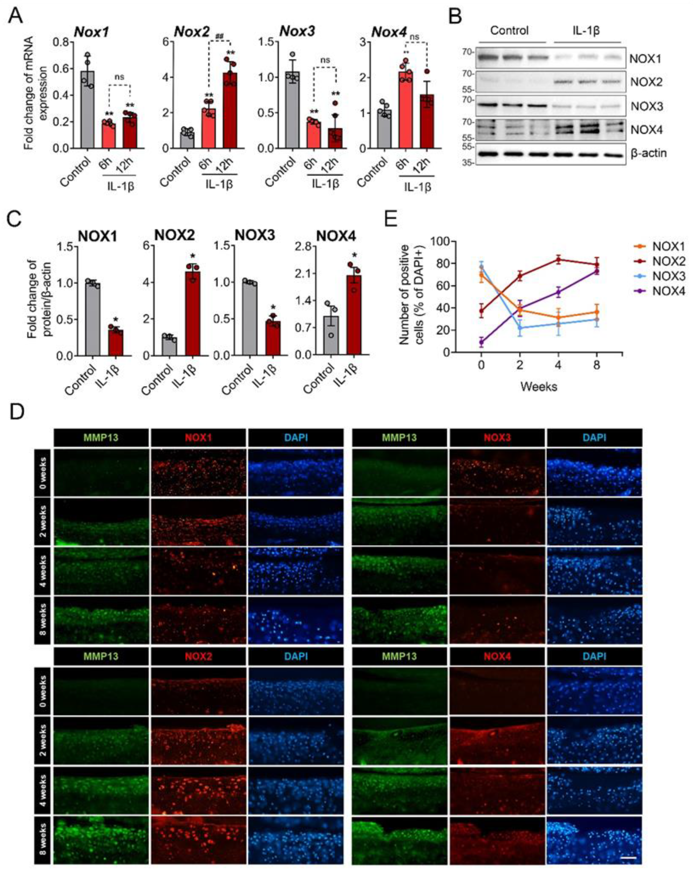 Antioxidants 11 02346 g002 Antioxidants 11 02346 g002