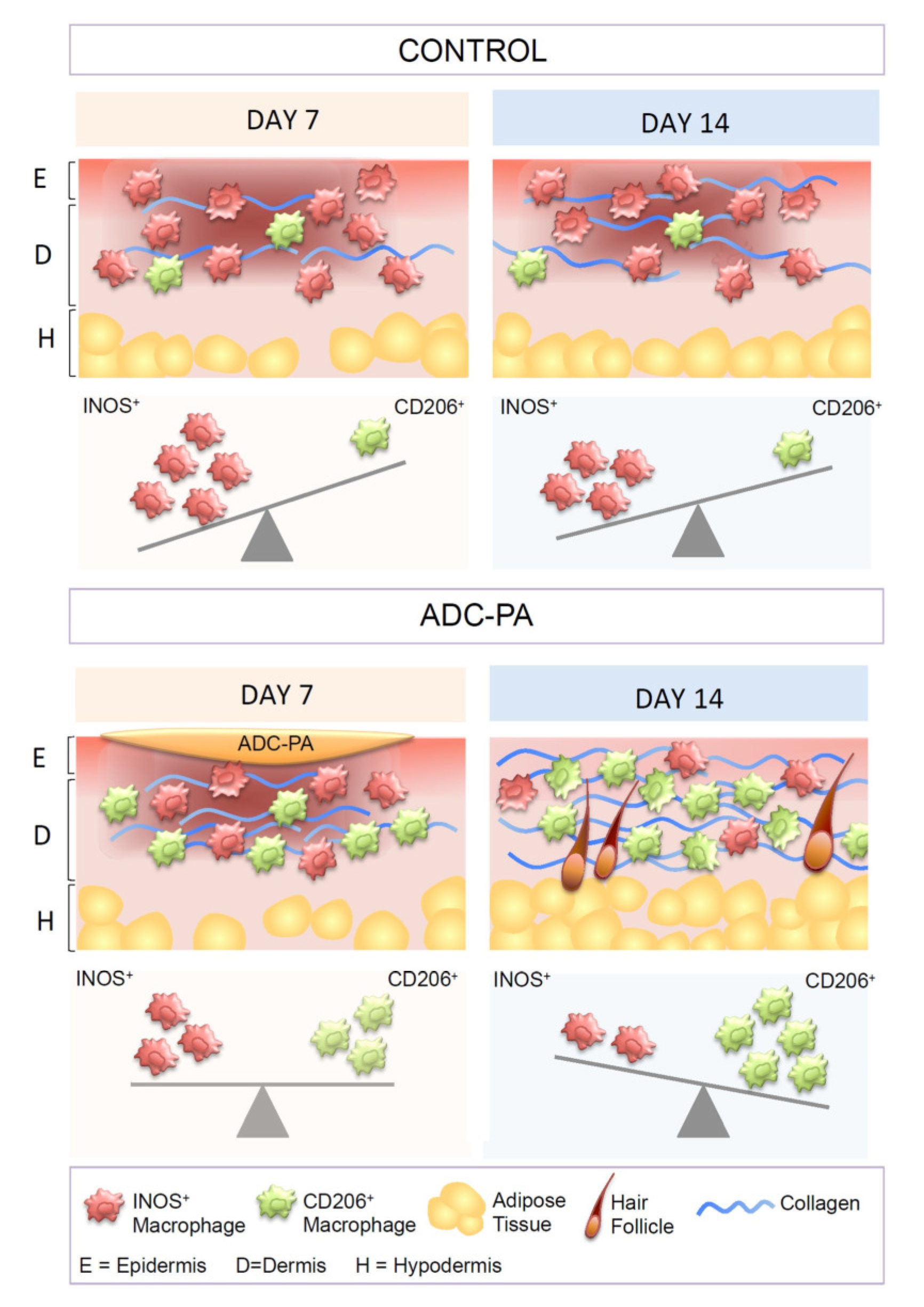Antioxidants 11 02351 g011