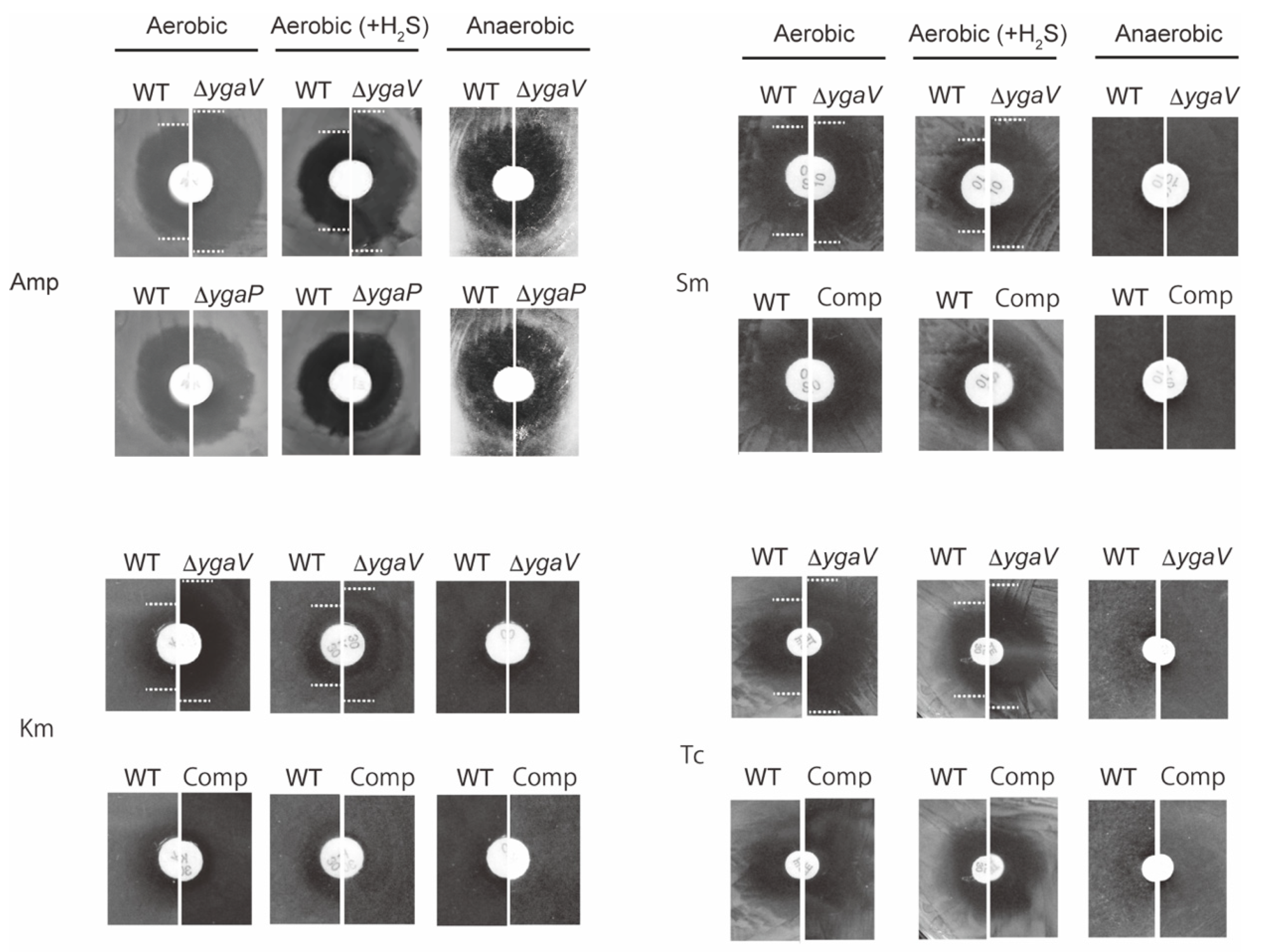Antioxidants 11 02359 g009 Antioxidants 11 02359 g009