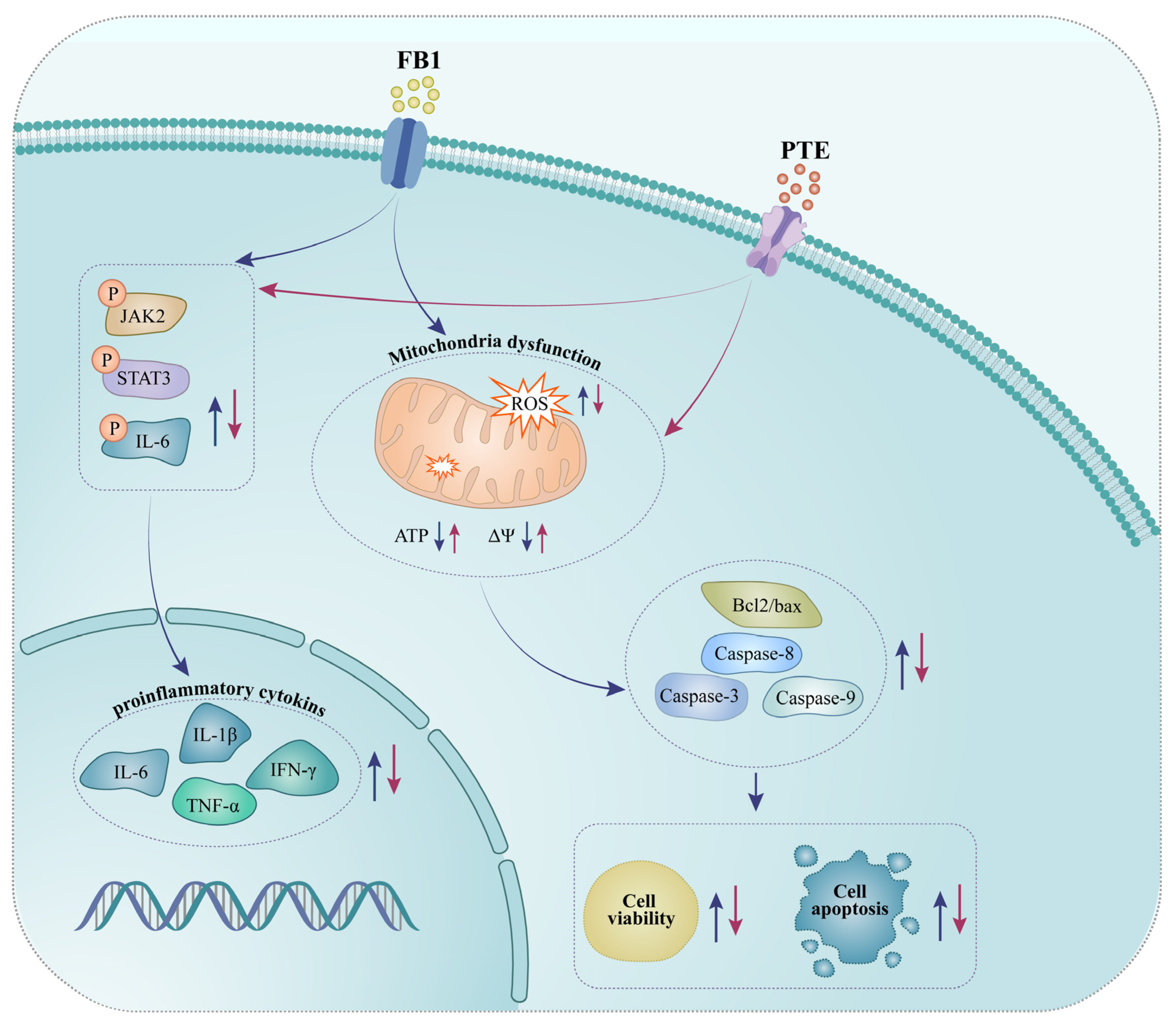 Antioxidants 11 02360 g007