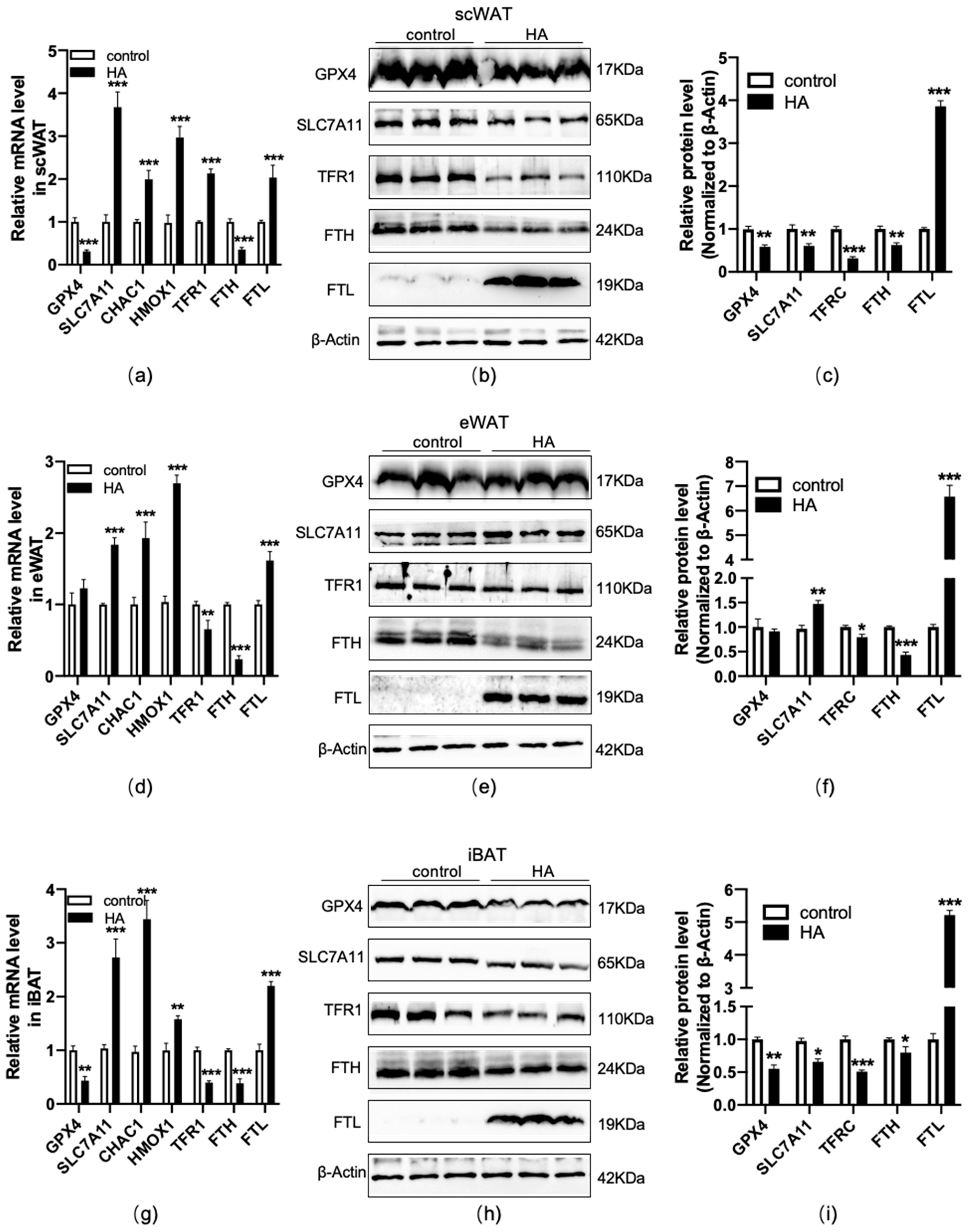 Antioxidants 11 02367 g006