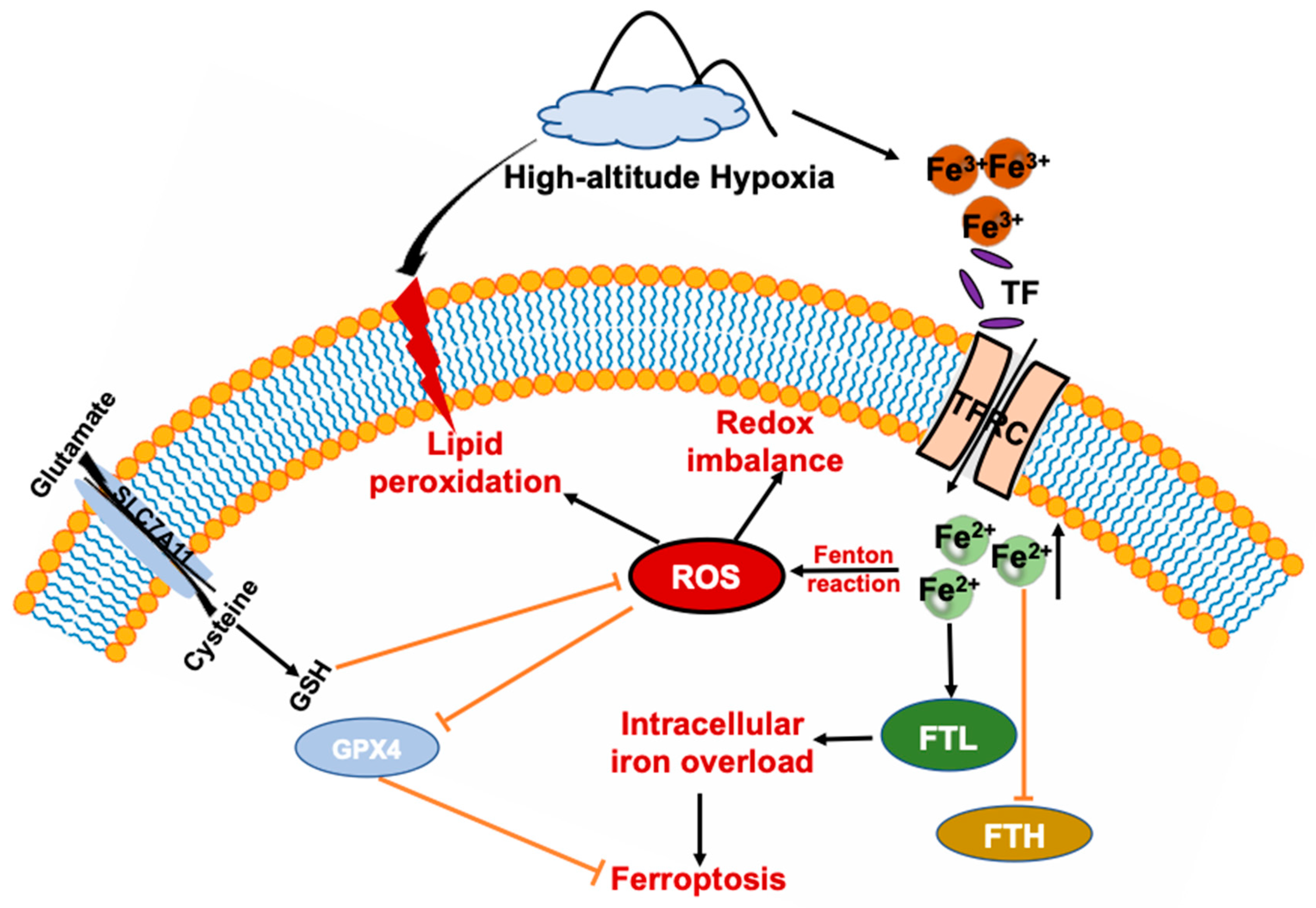 Antioxidants 11 02367 g007