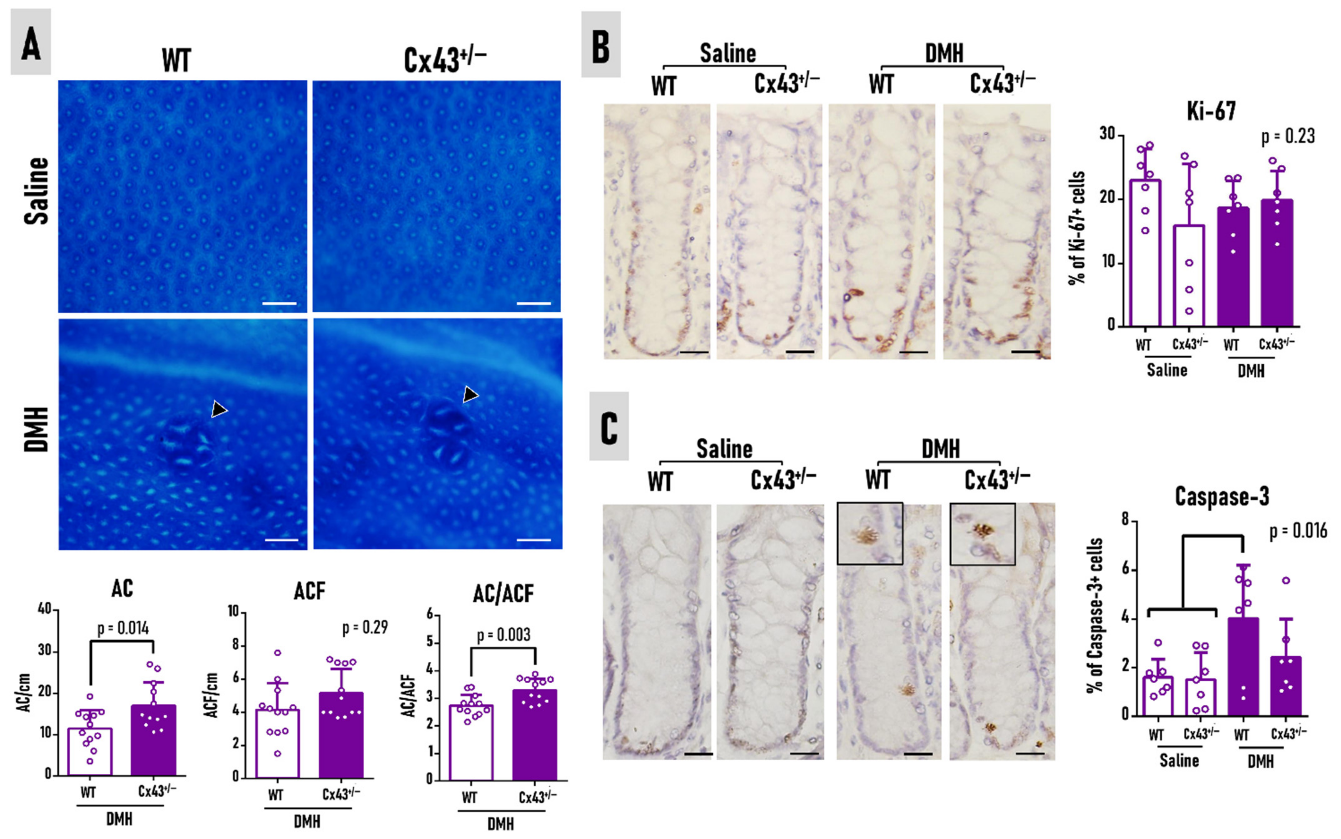 Antioxidants 11 02368 g004