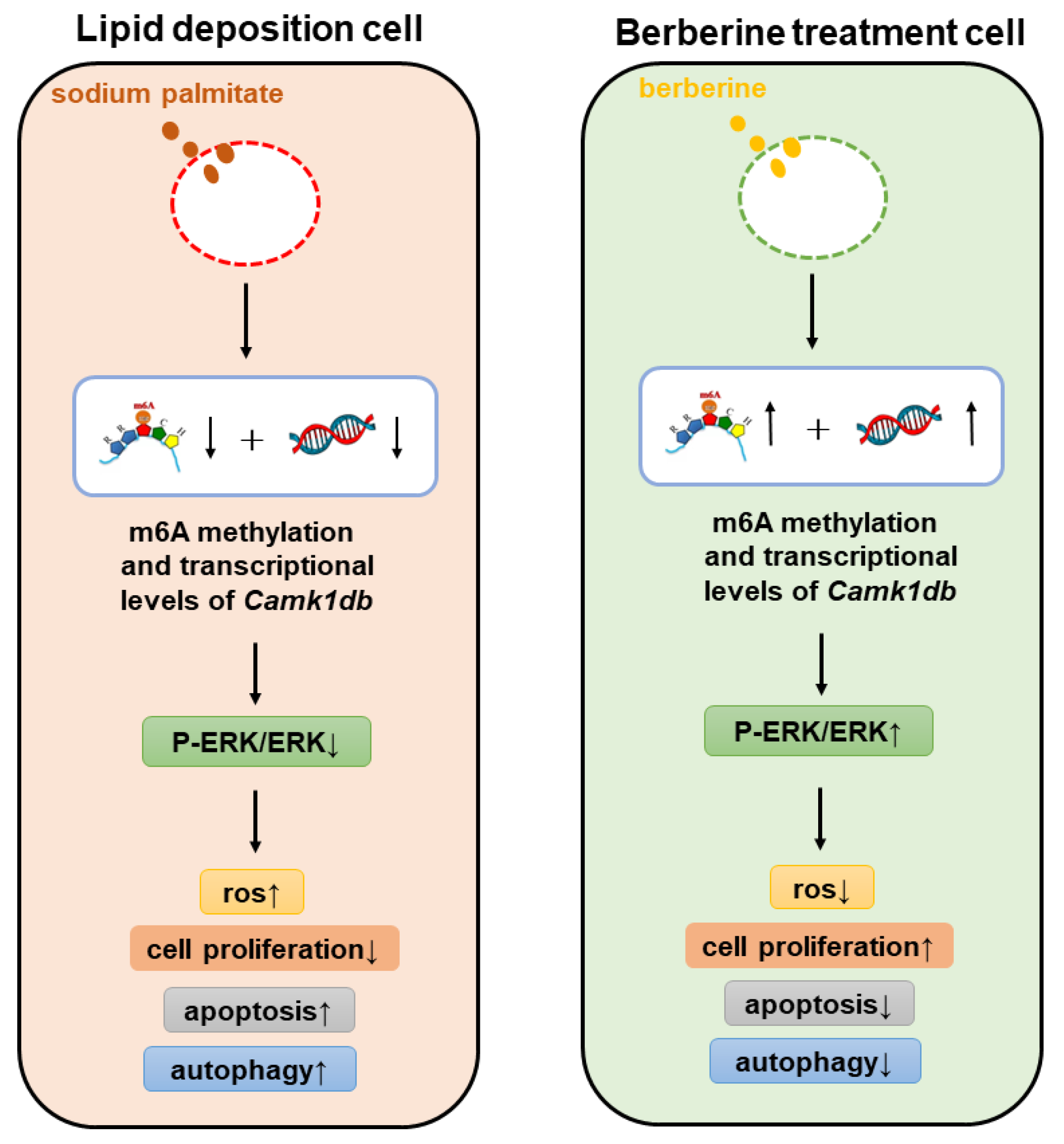 Antioxidants 11 02370 g008