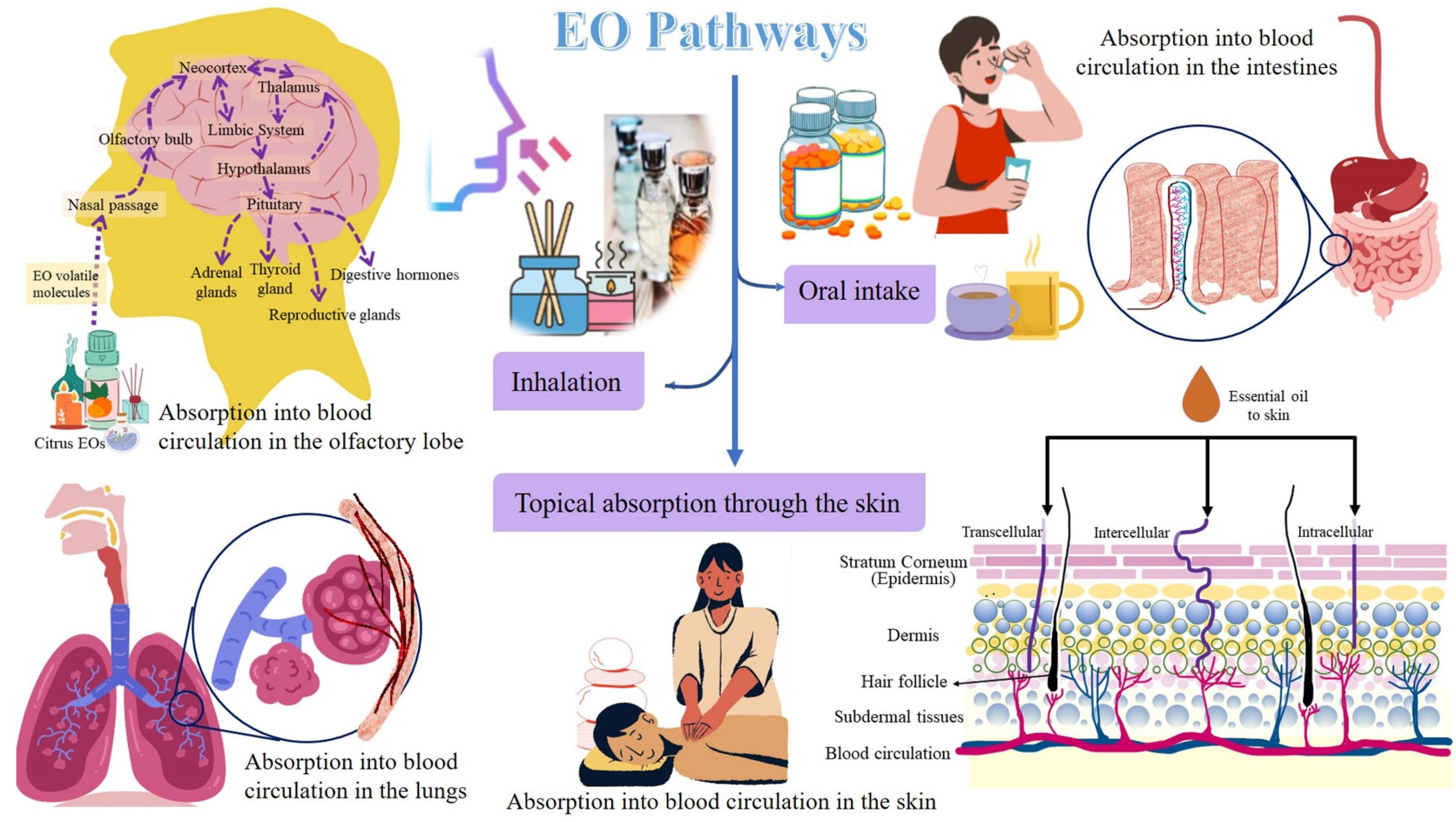 Antioxidants 11 02374 g002