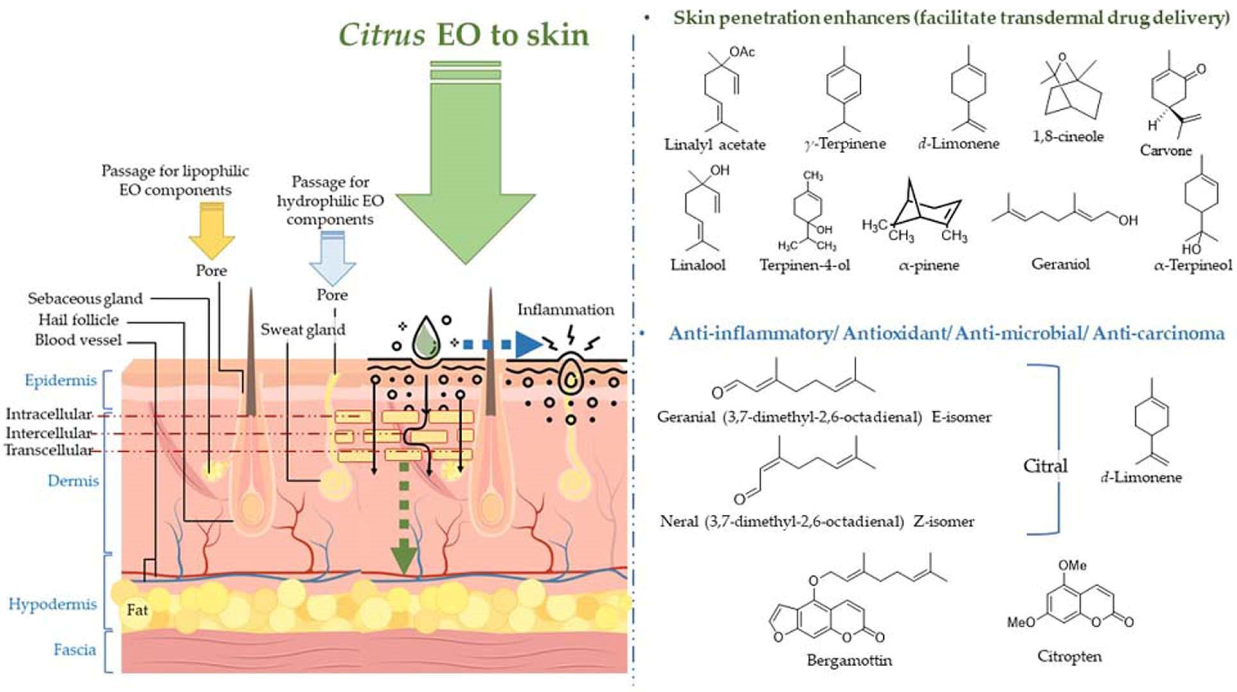 Antioxidants 11 02374 g006