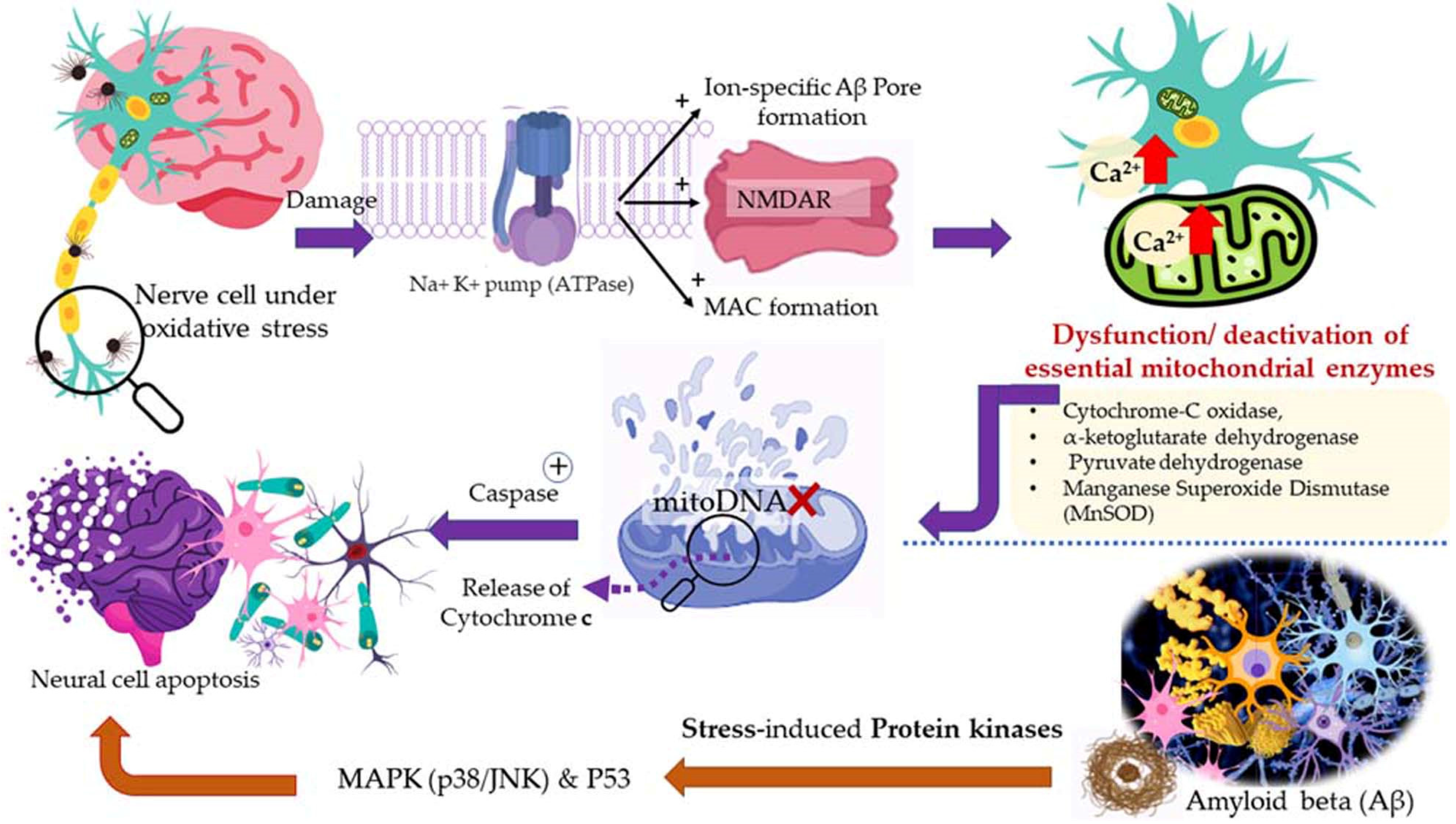 Antioxidants 11 02374 g008