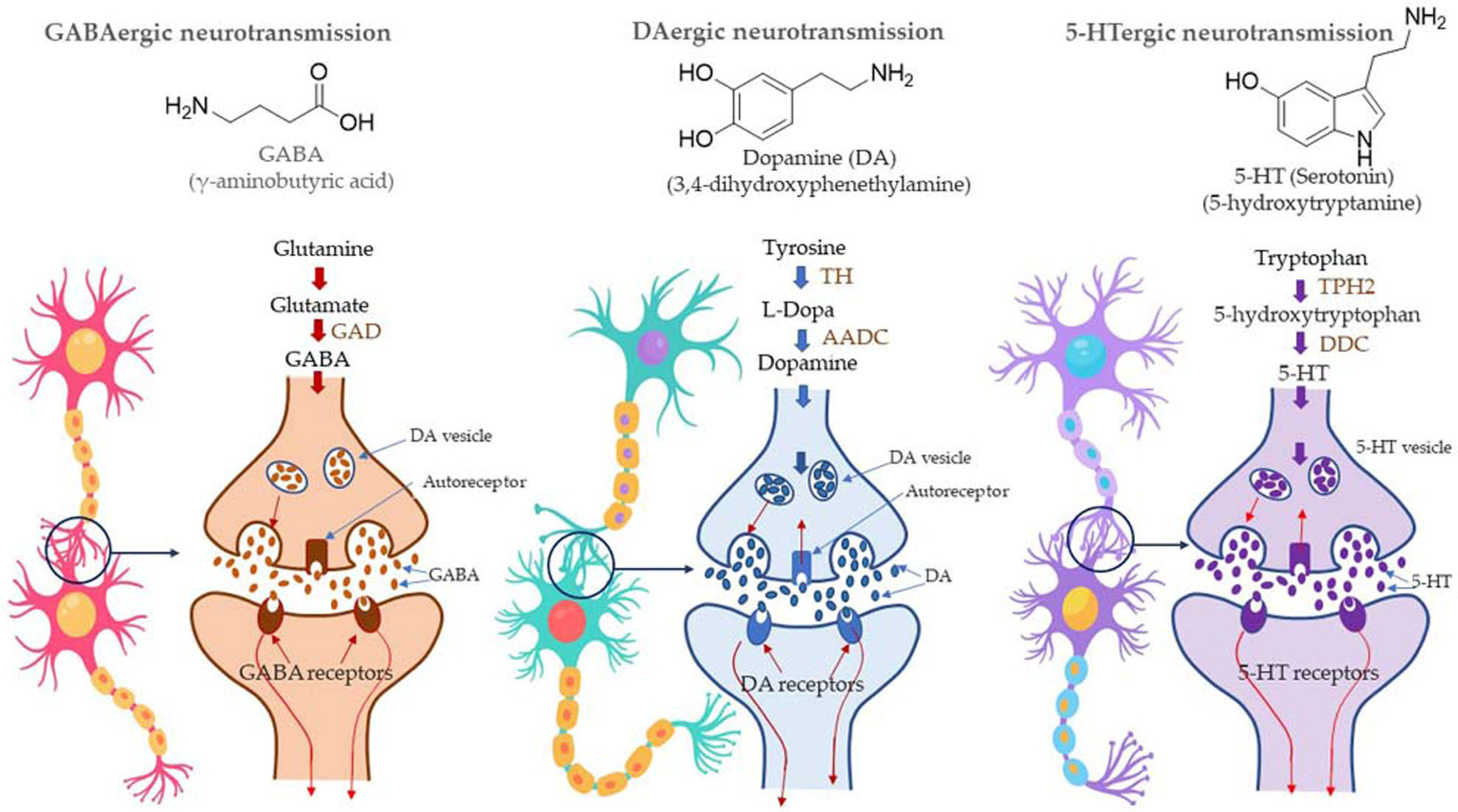 Antioxidants 11 02374 g014