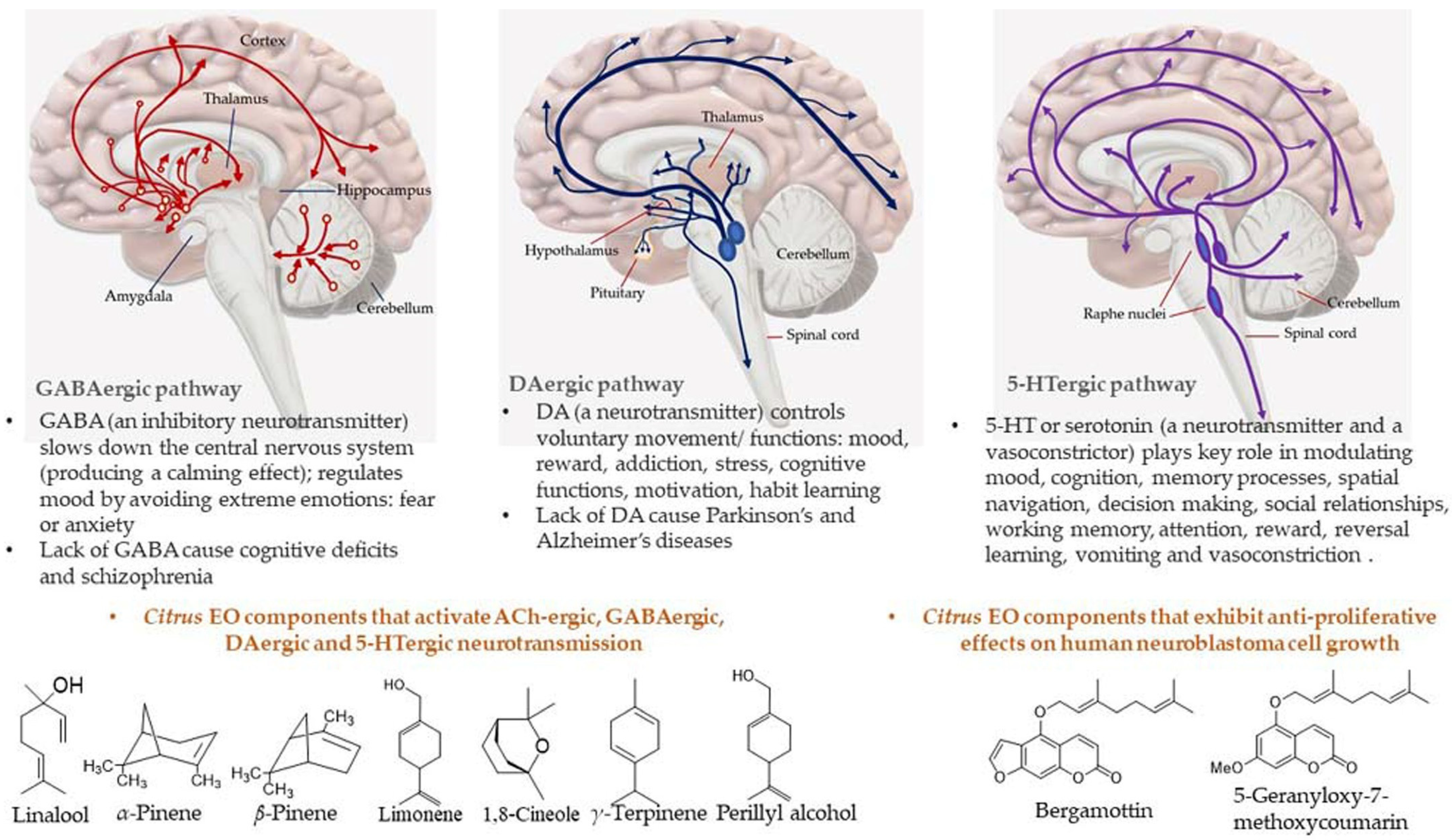 Antioxidants 11 02374 g015