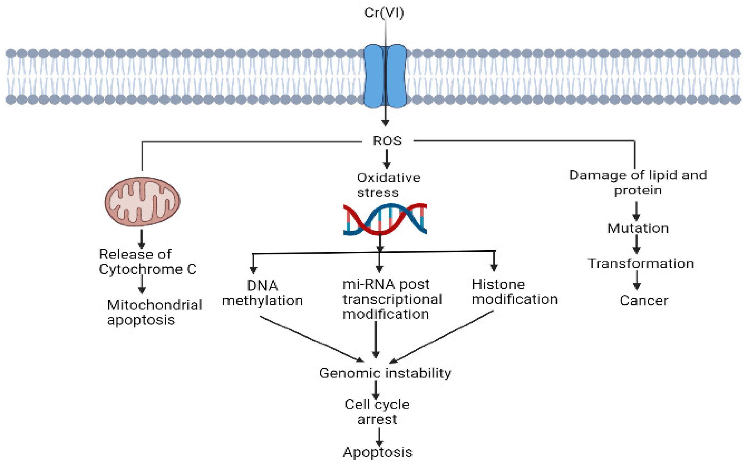Antioxidants 11 02375 g003