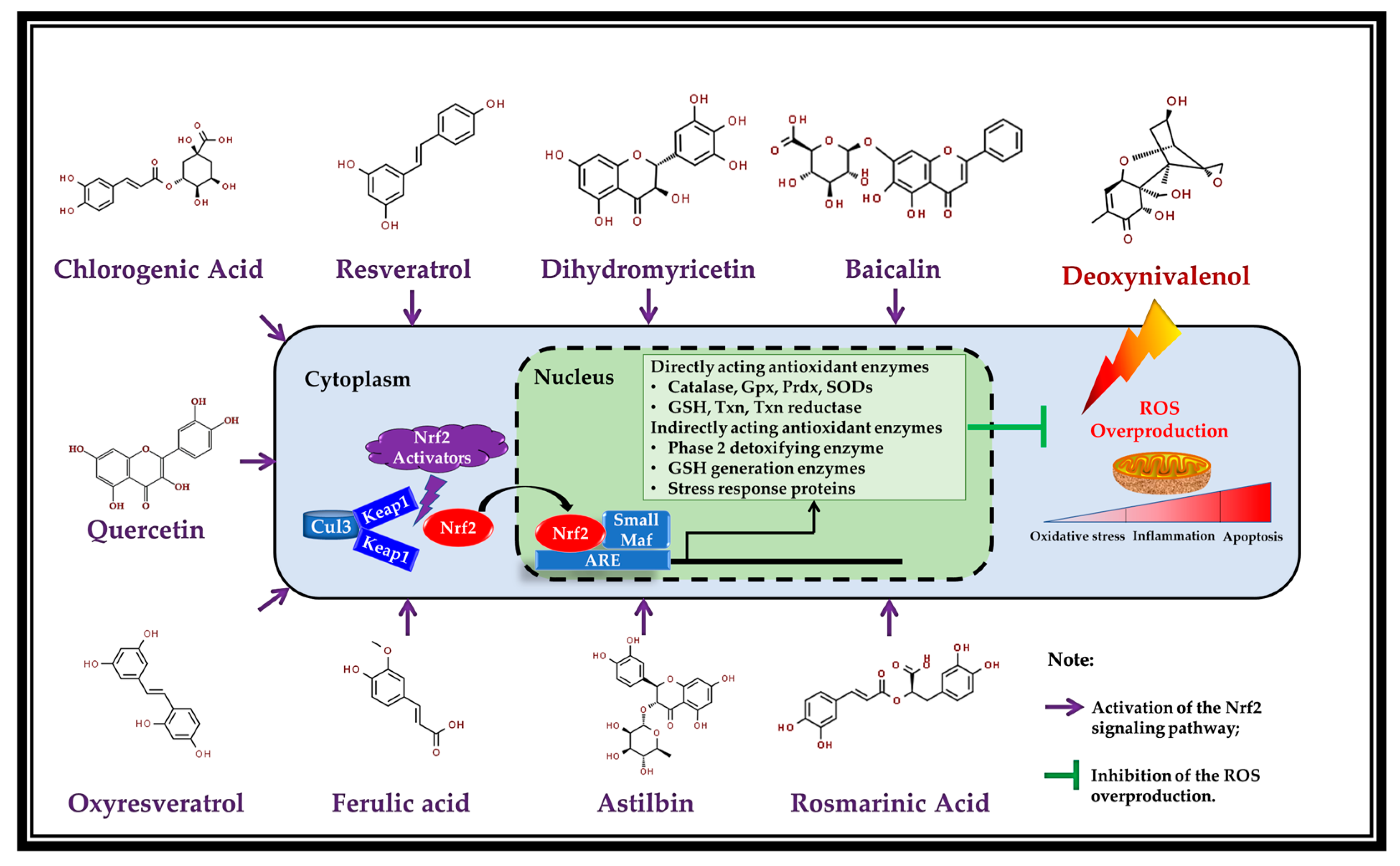 Antioxidants 11 02379 g002 Antioxidants 11 02379 g002