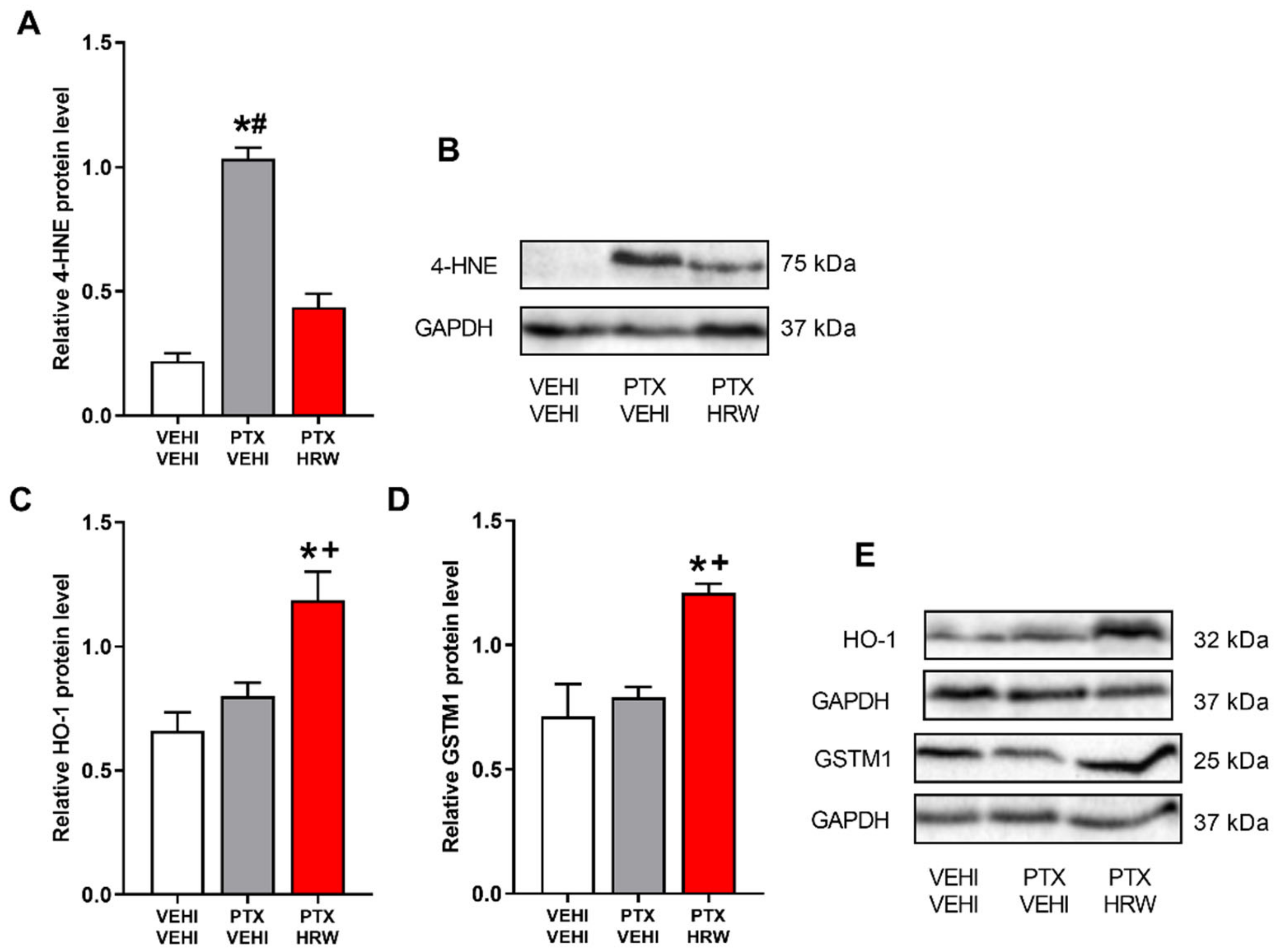 Antioxidants 11 02387 g007a