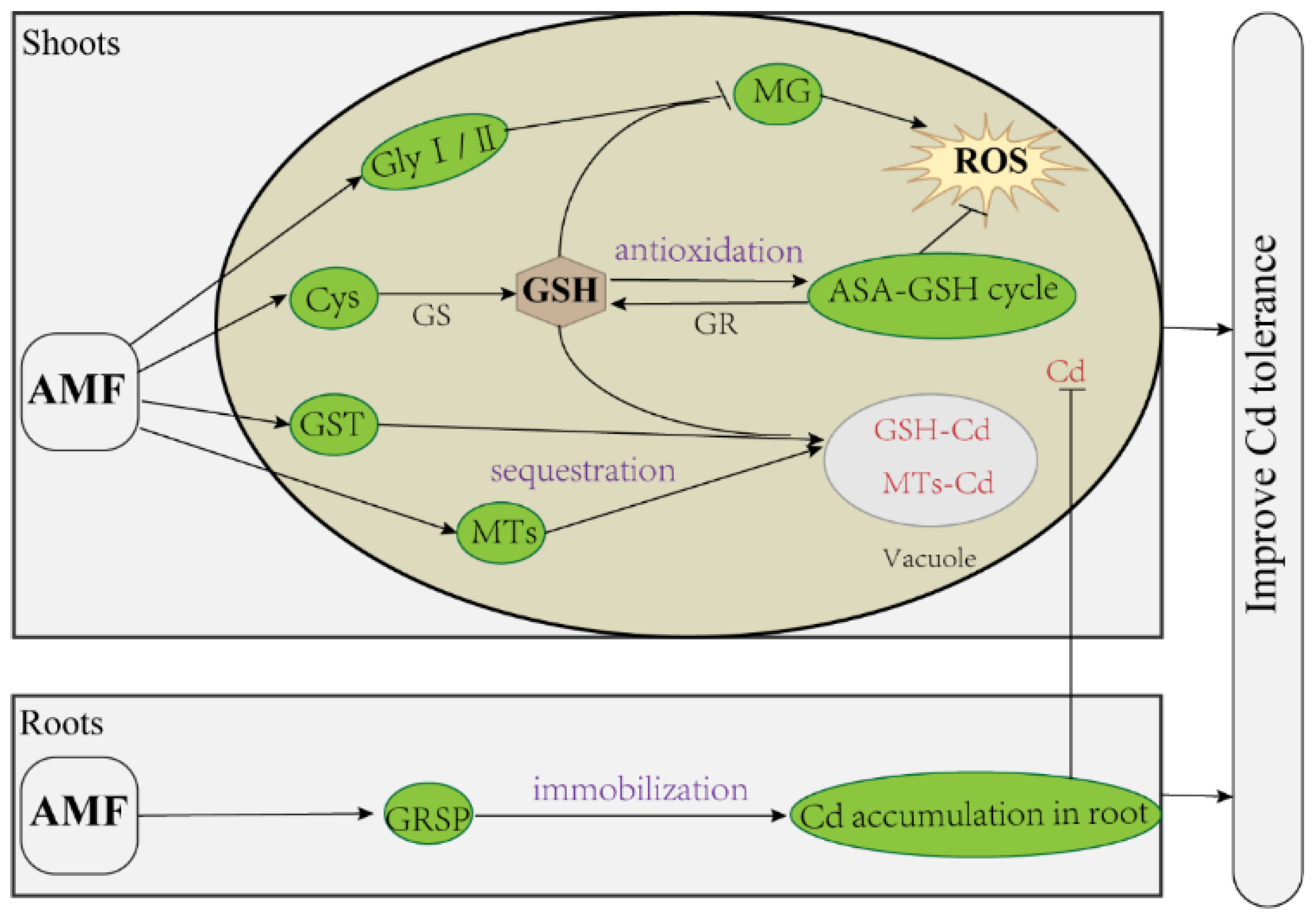 Antioxidants 11 02390 g010