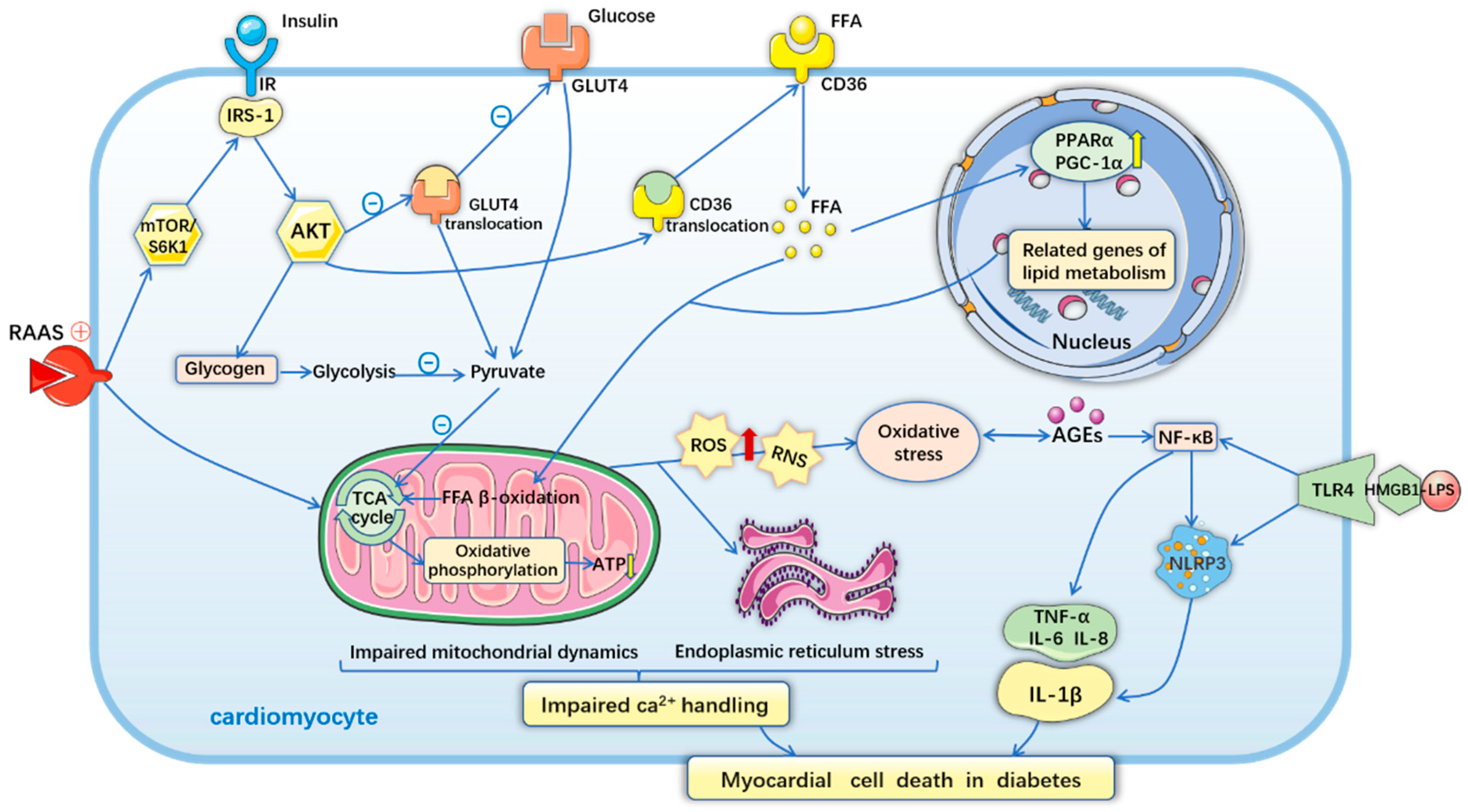 Antioxidants 11 02391 g002 Antioxidants 11 02391 g002