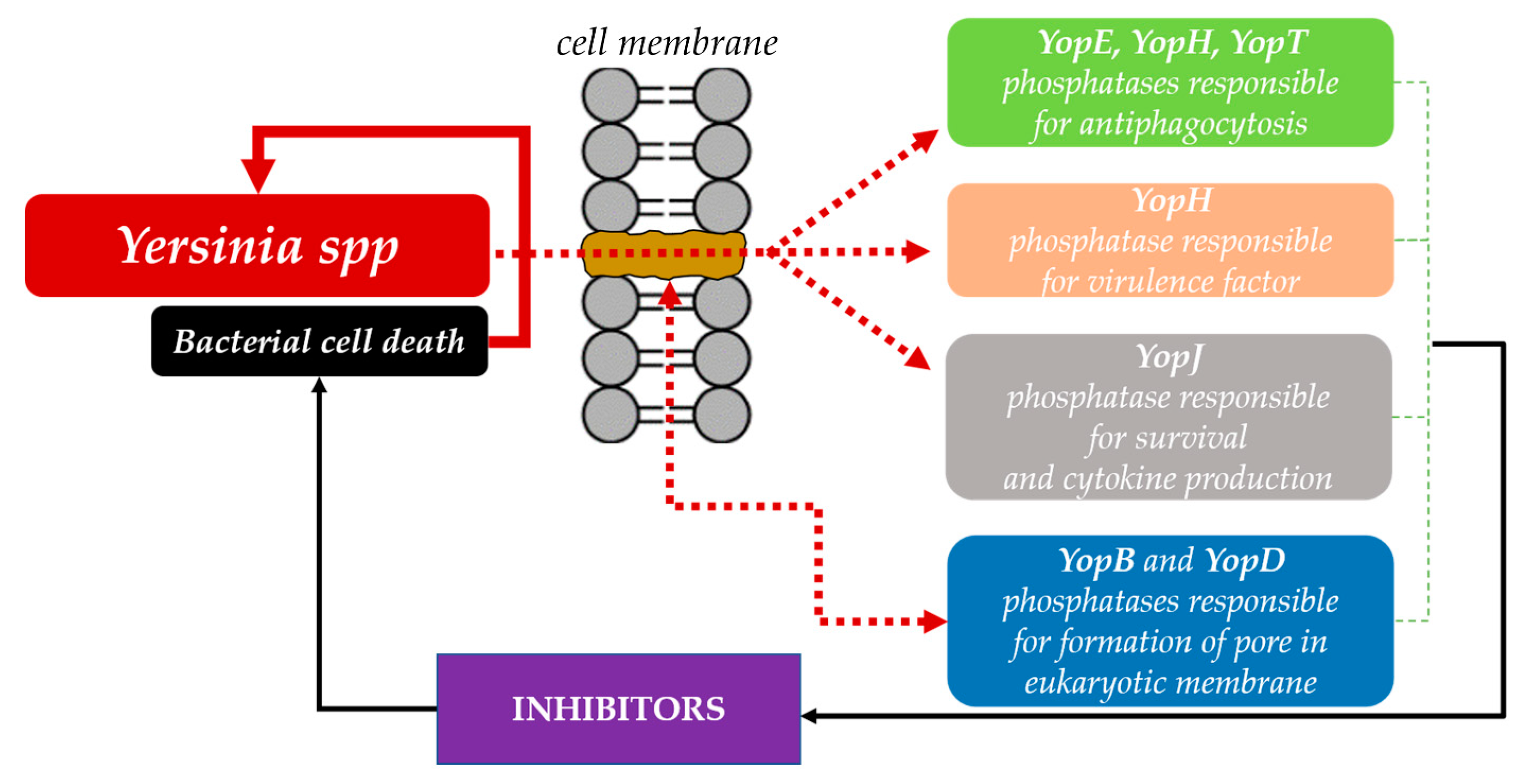 Antioxidants 11 02397 g001 Antioxidants 11 02397 g001