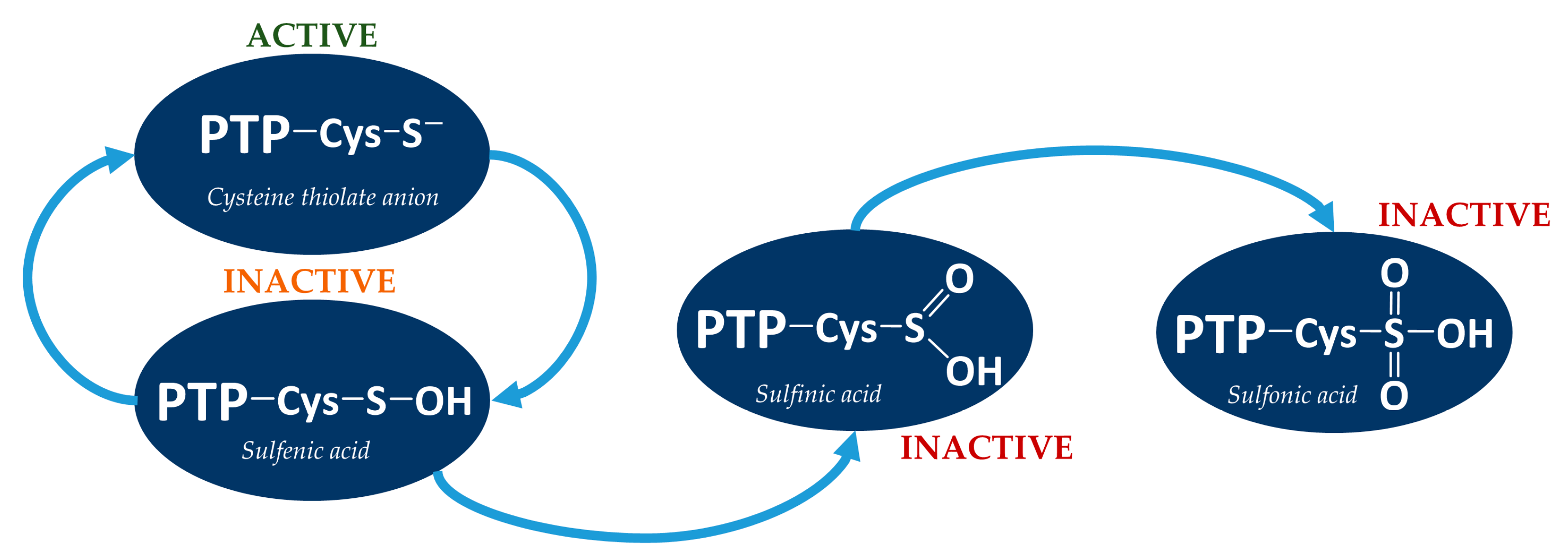 Antioxidants 11 02397 g002 Antioxidants 11 02397 g002
