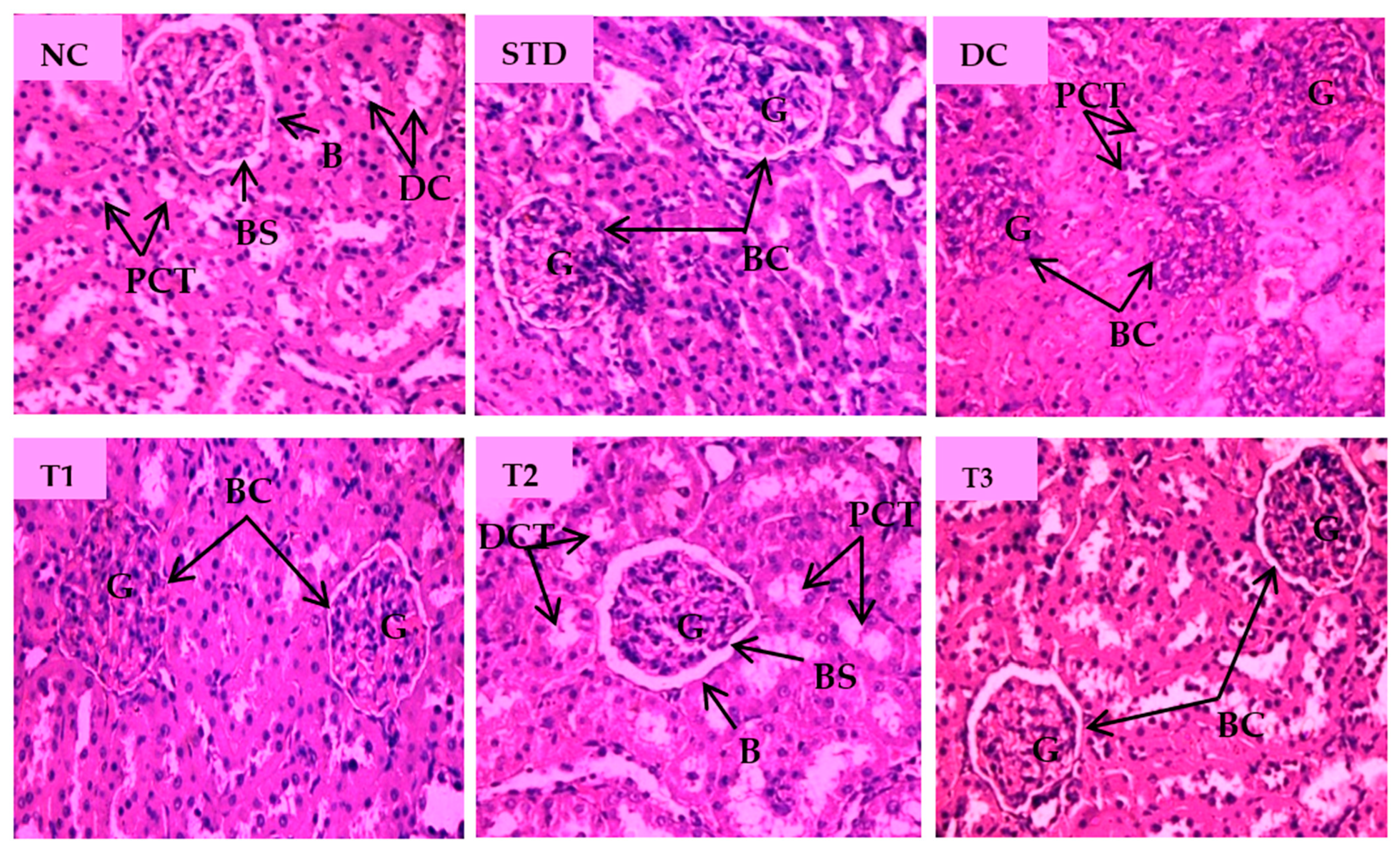 Antioxidants 11 02398 g006