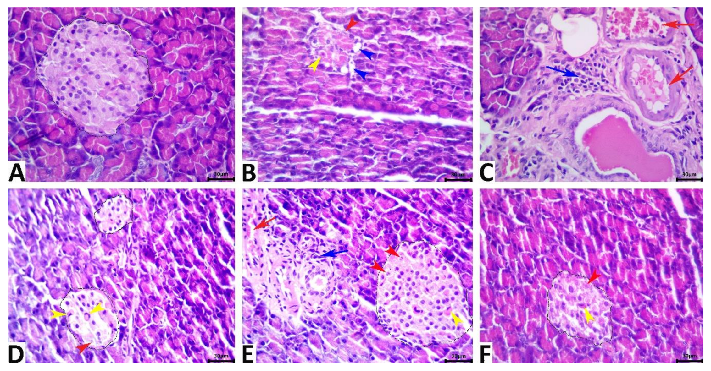 Antioxidants 11 02400 g007