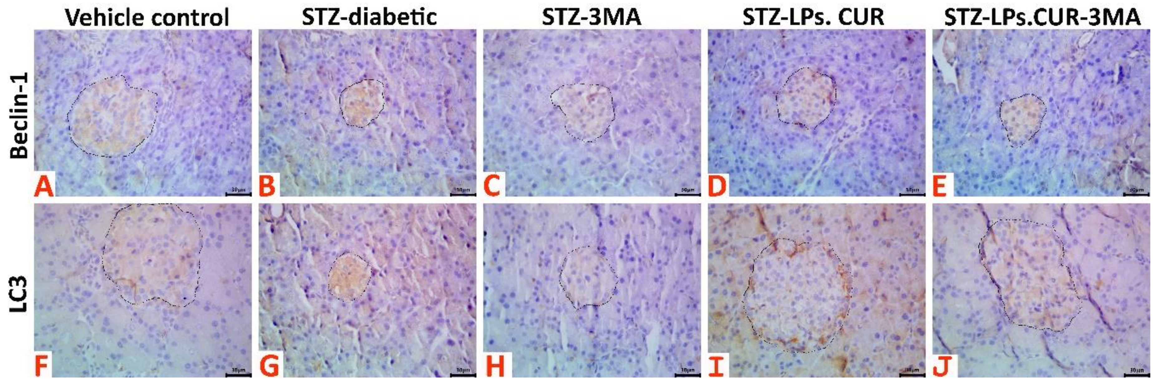 Antioxidants 11 02400 g008