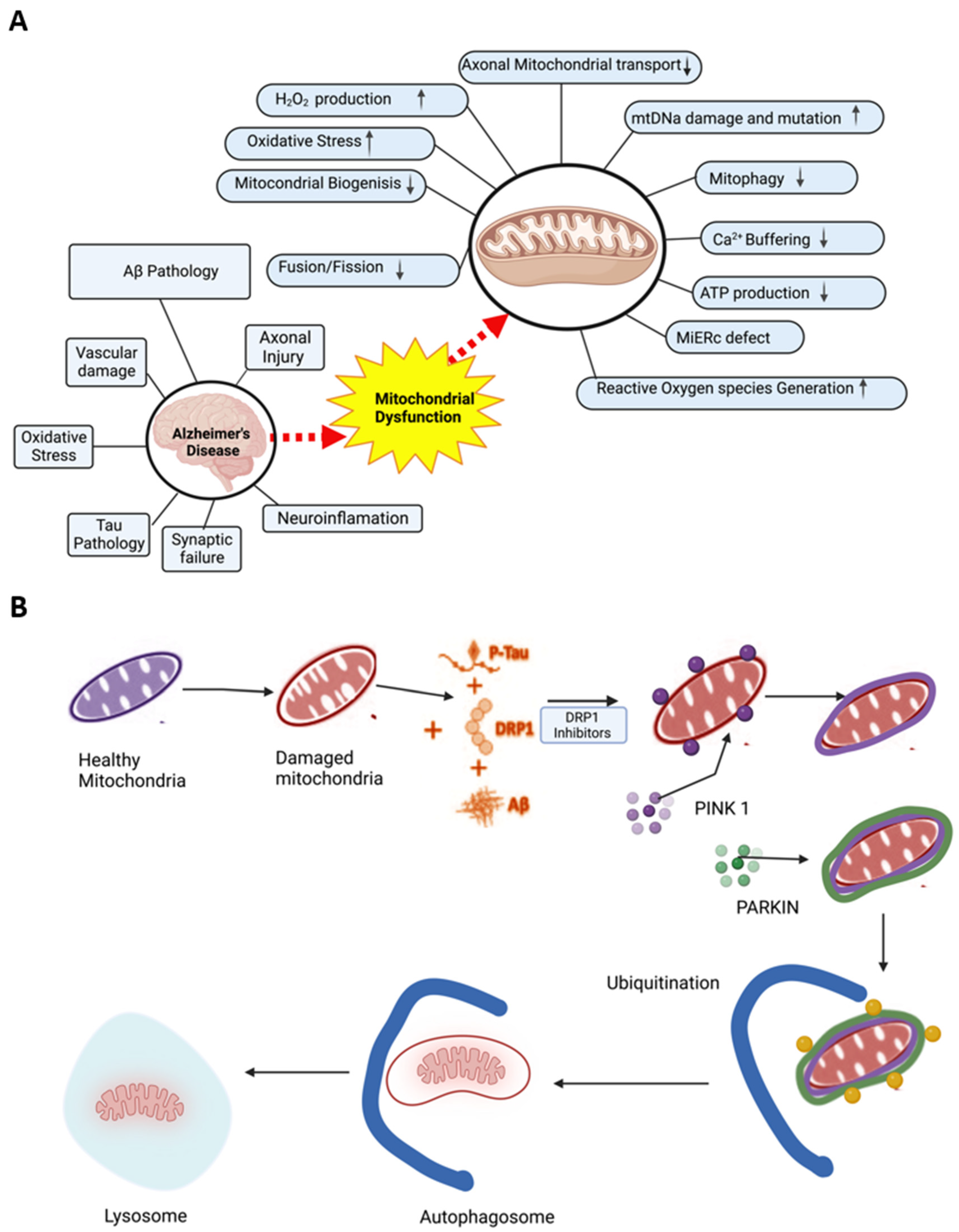 Antioxidants 11 02402 g002
