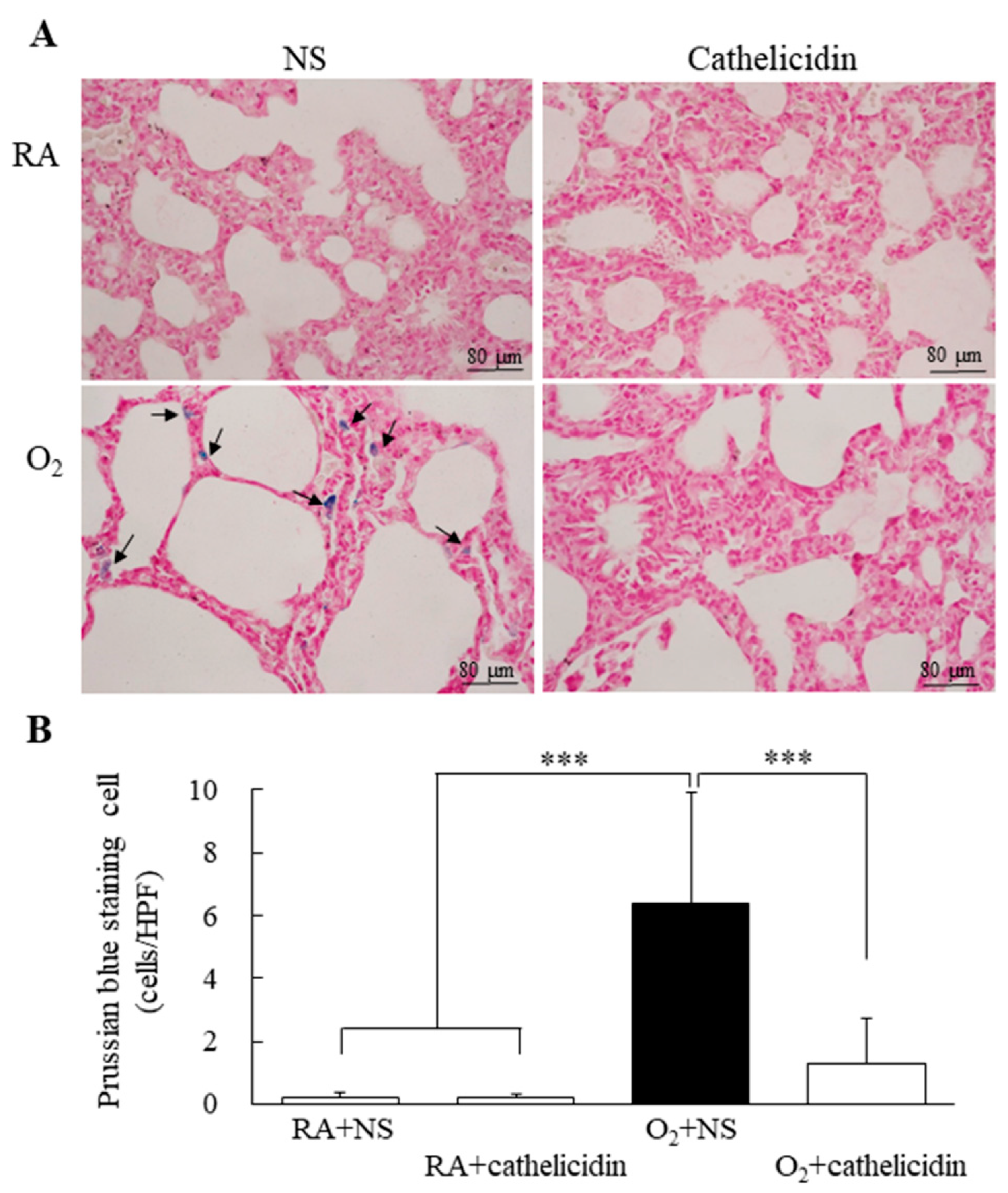 Antioxidants 11 02405 g004