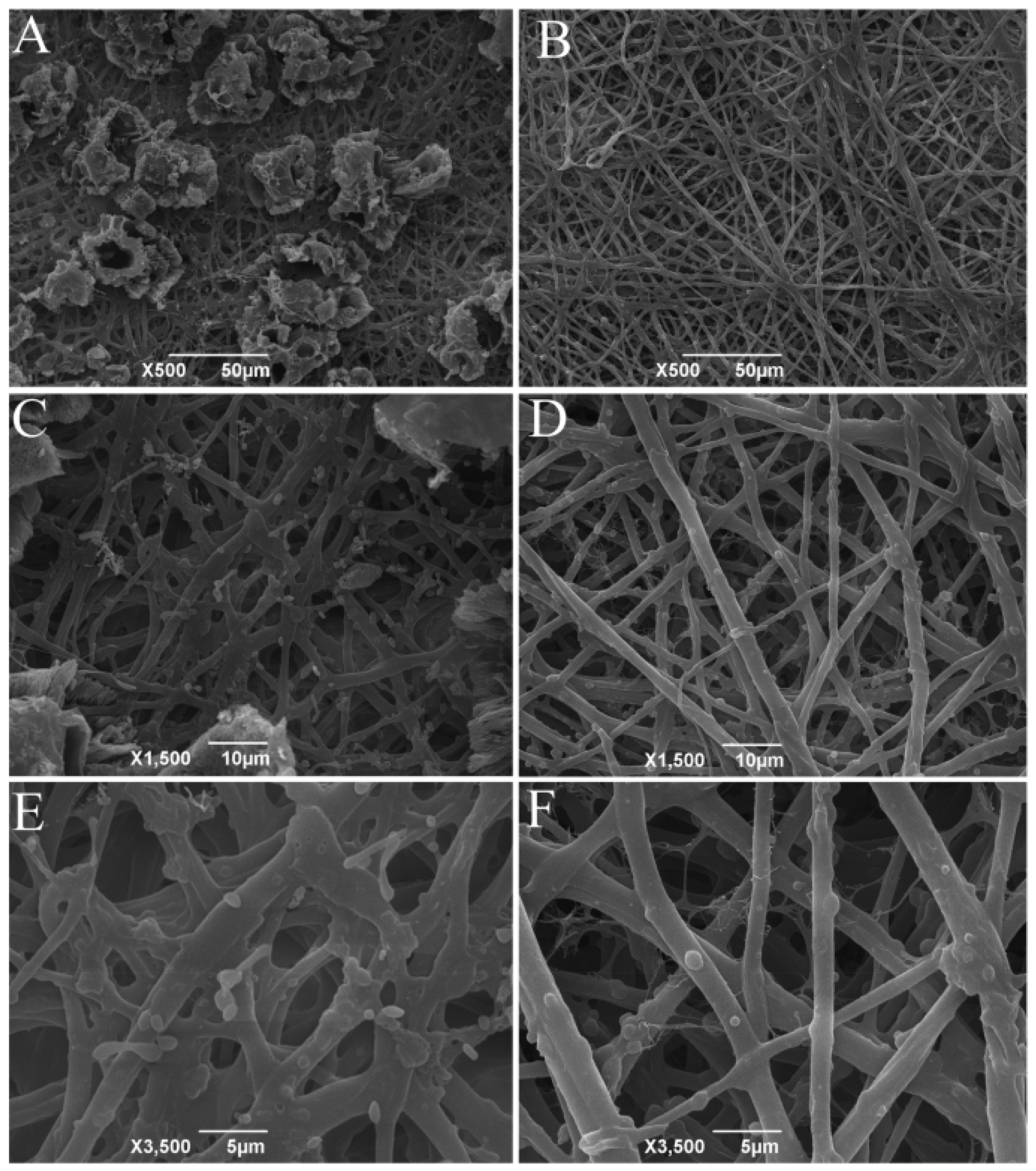 Antioxidants 11 02428 g001 Antioxidants 11 02428 g001