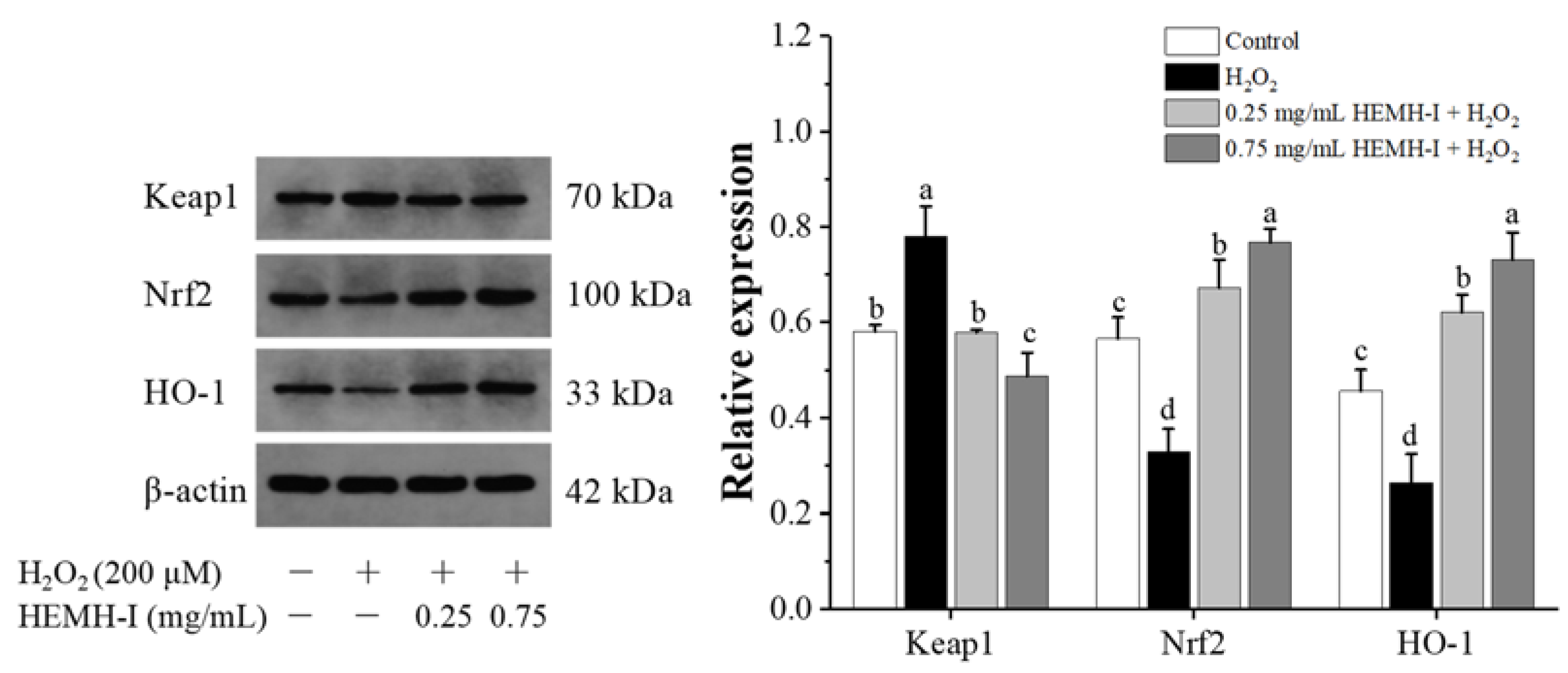 Antioxidants 11 02428 g009 Antioxidants 11 02428 g009