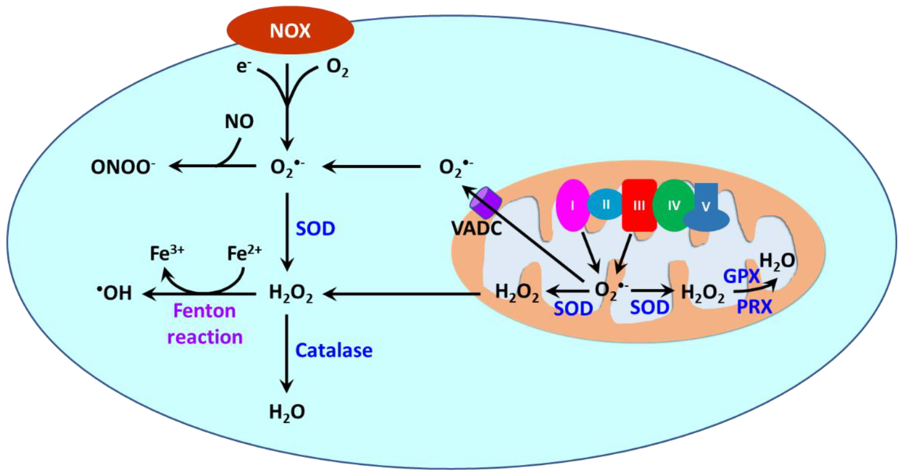 Antioxidants 11 02432 g003 Antioxidants 11 02432 g003