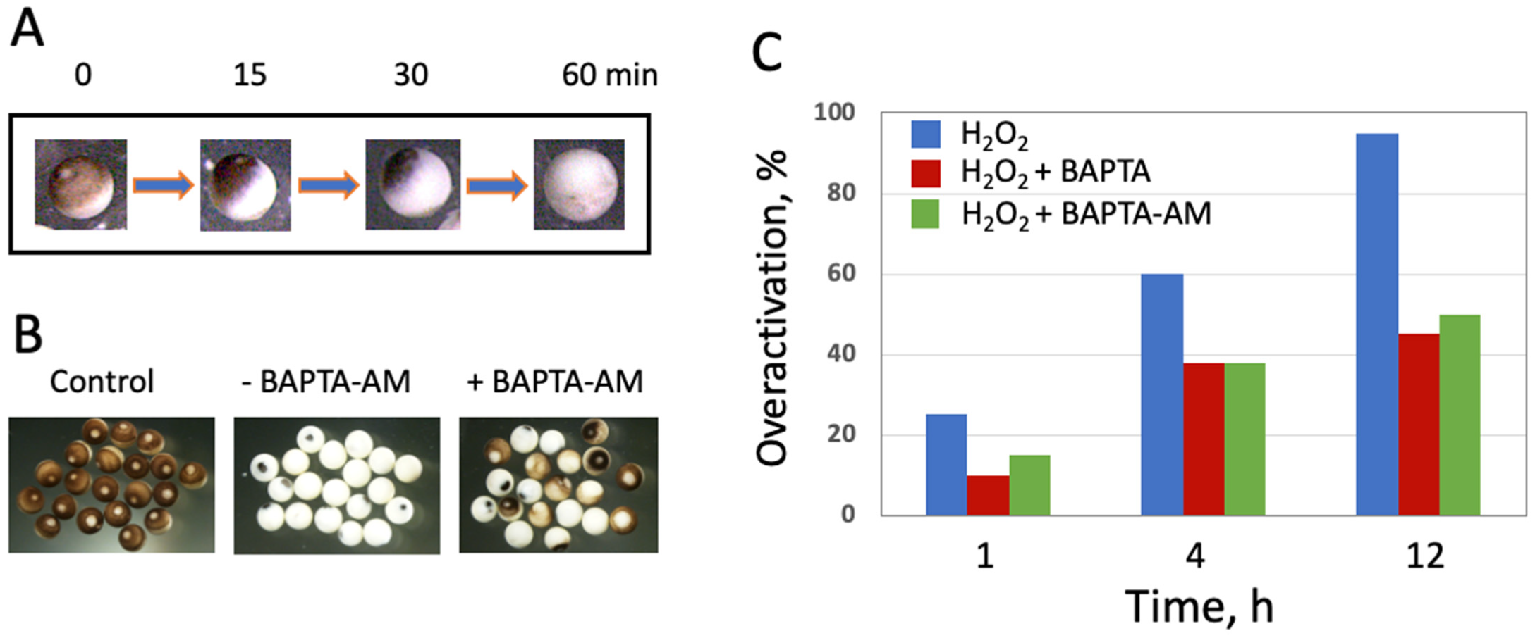 Antioxidants 11 02433 g001