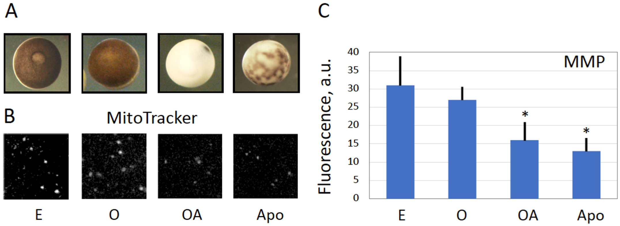 Antioxidants 11 02433 g004