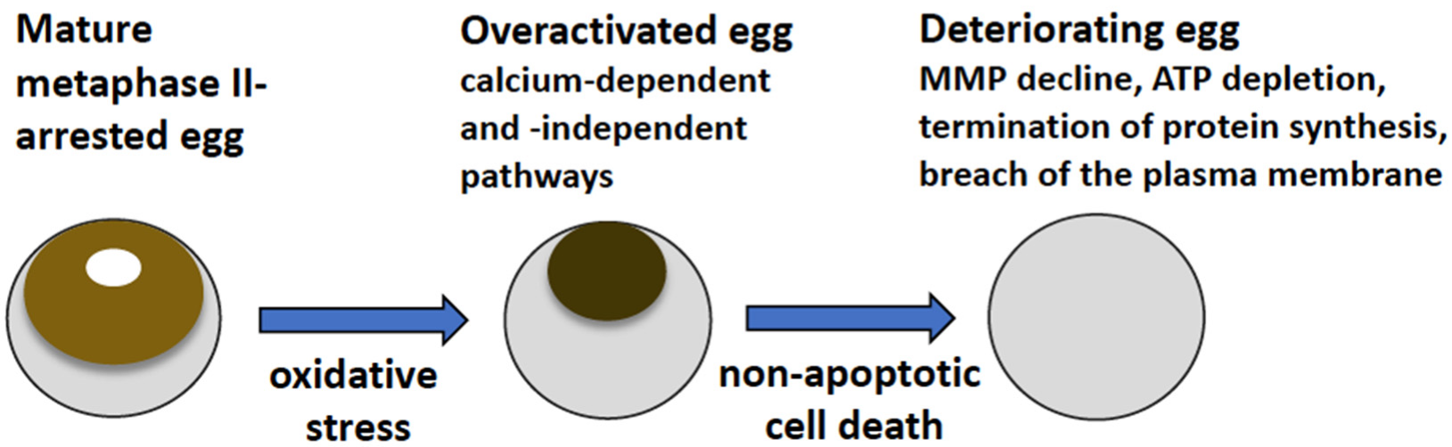 Antioxidants 11 02433 g007