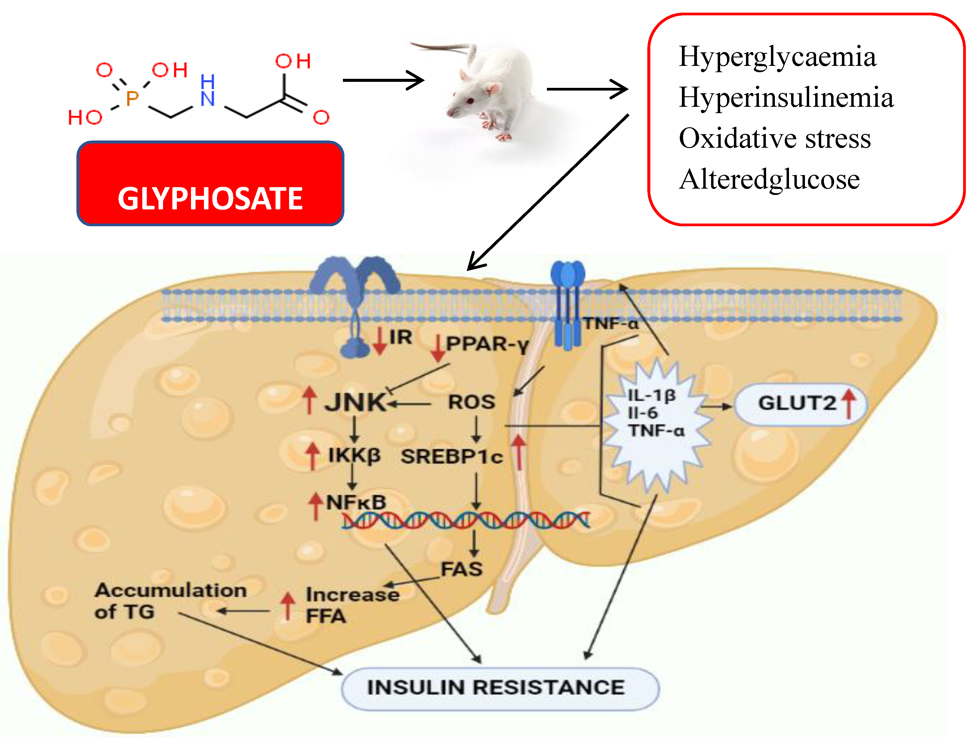 Antioxidants 11 02436 g013