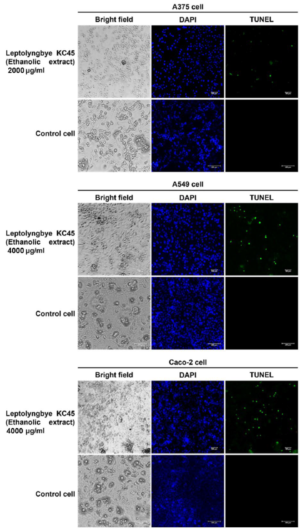 Antioxidants 11 02437 g007