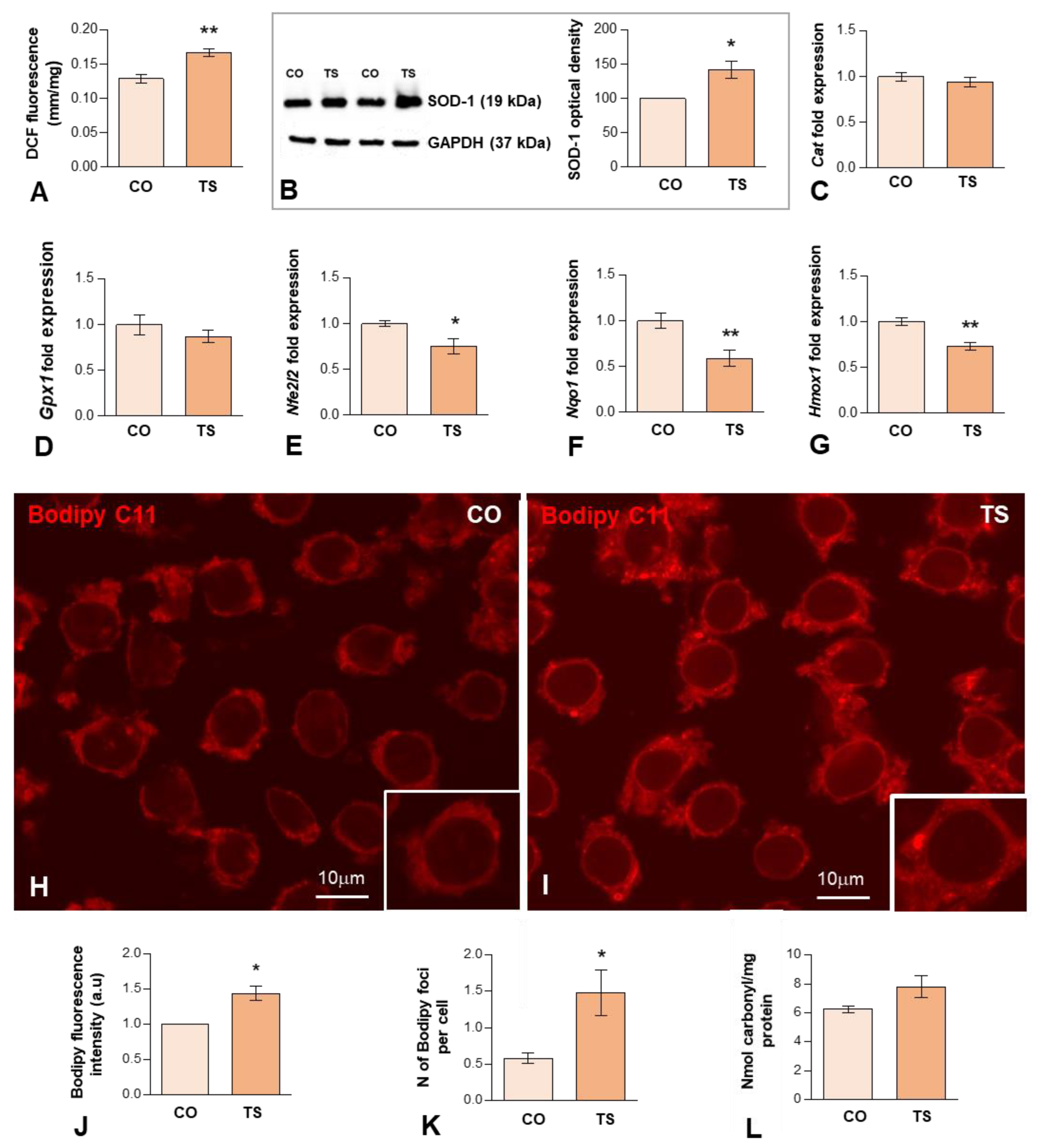 Antioxidants 11 02438 g001
