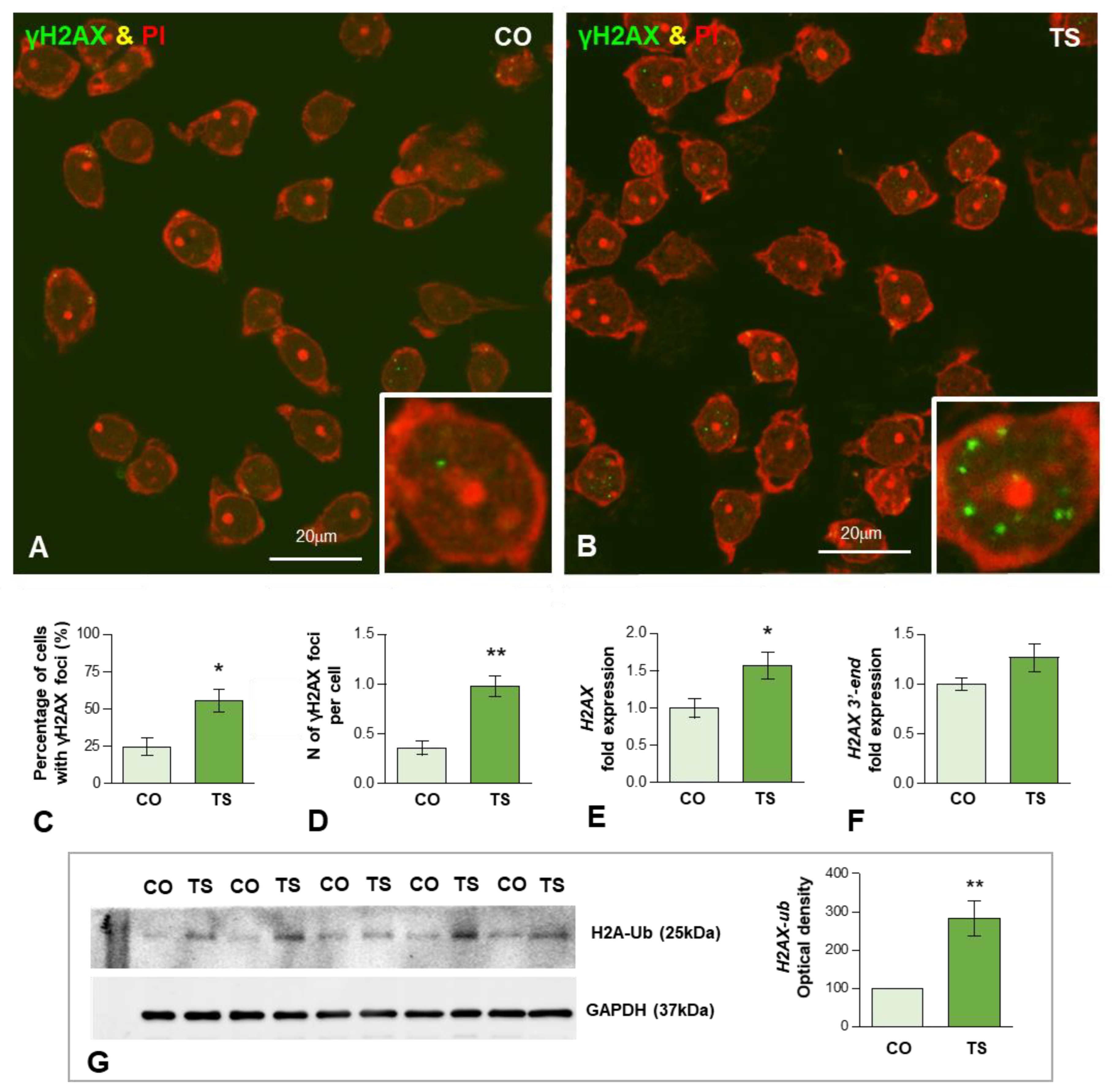 Antioxidants 11 02438 g003